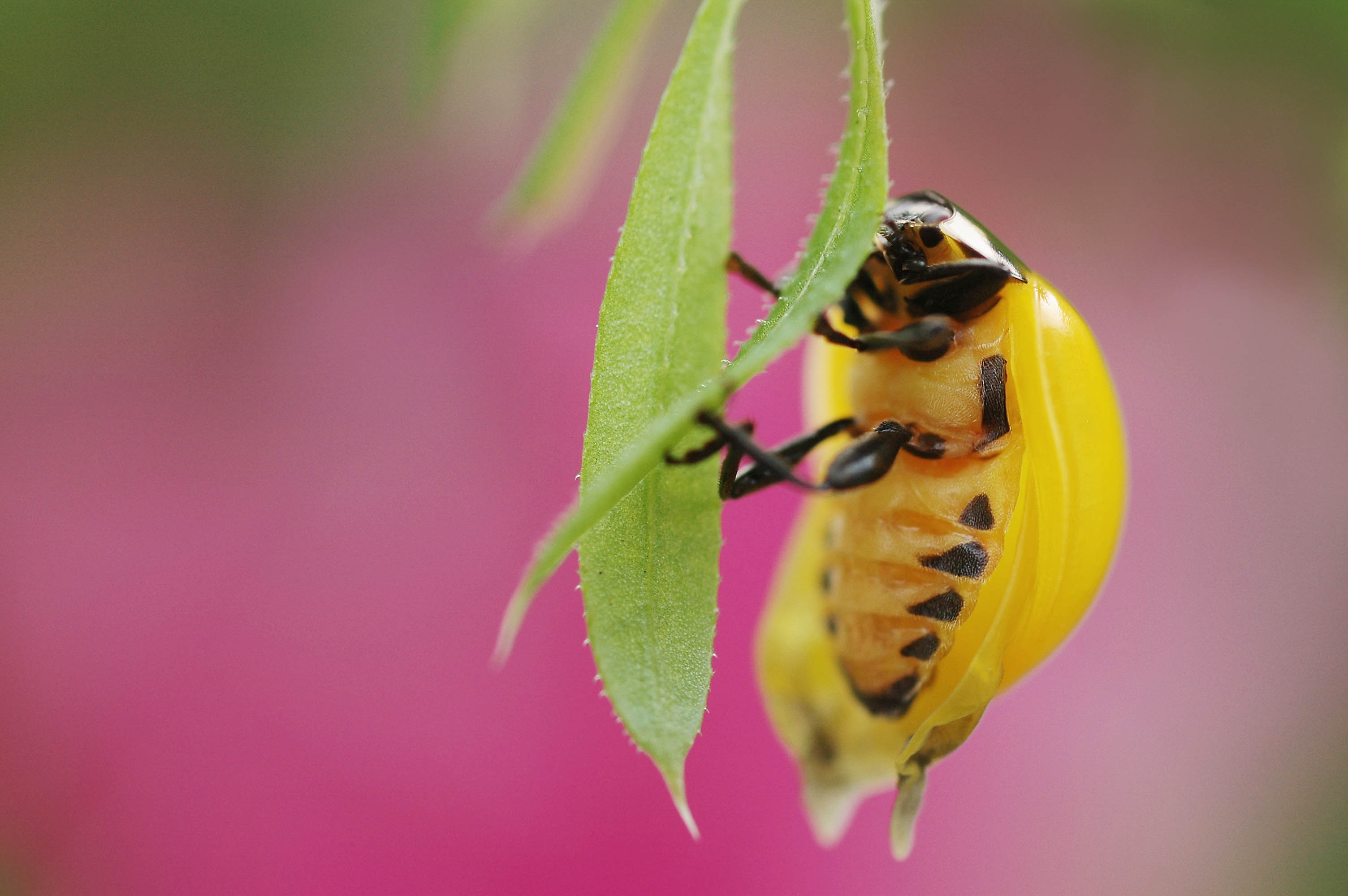 ナナホシテントウの 幸せ ジンクス 卵や幼虫も紹介 Q Aも 虫の写真と生態なら昆虫写真図鑑 ムシミル