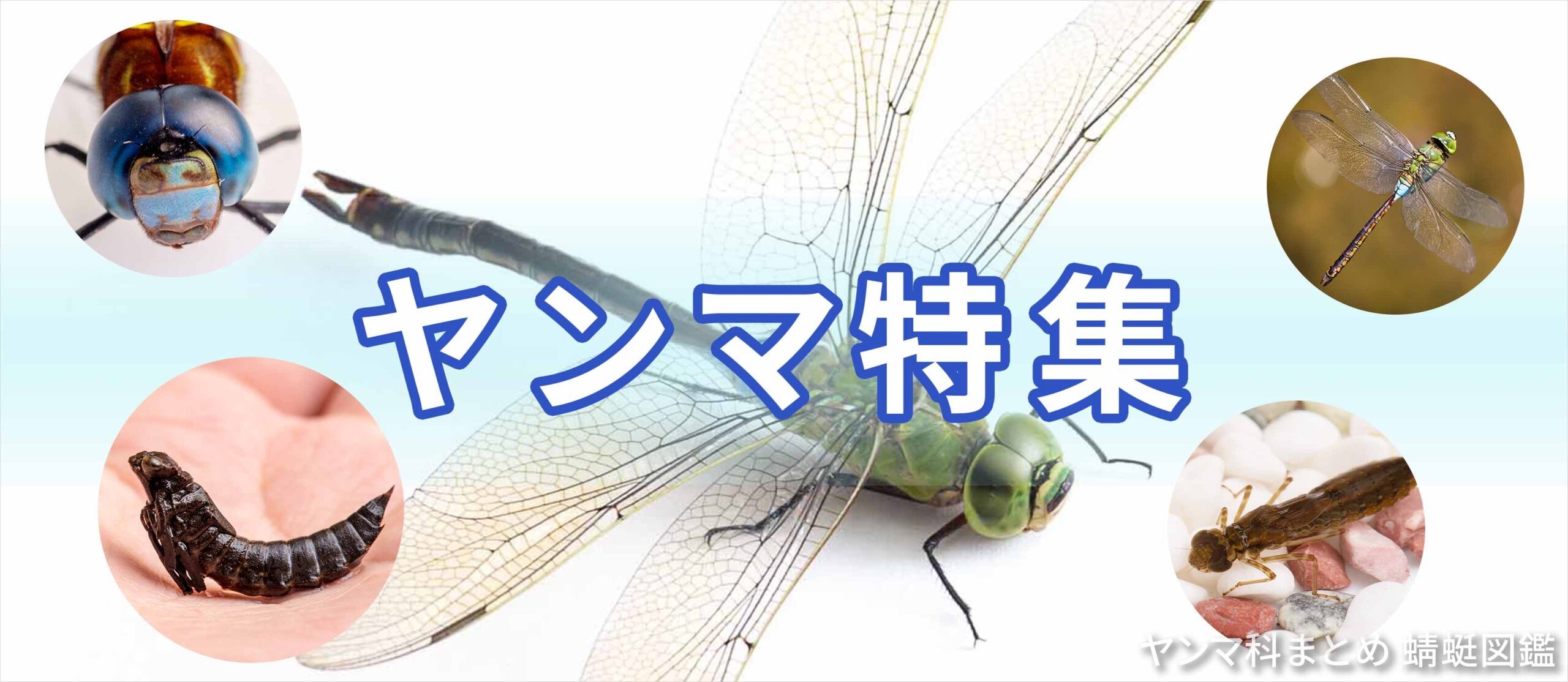 ヤンマ科特集画像