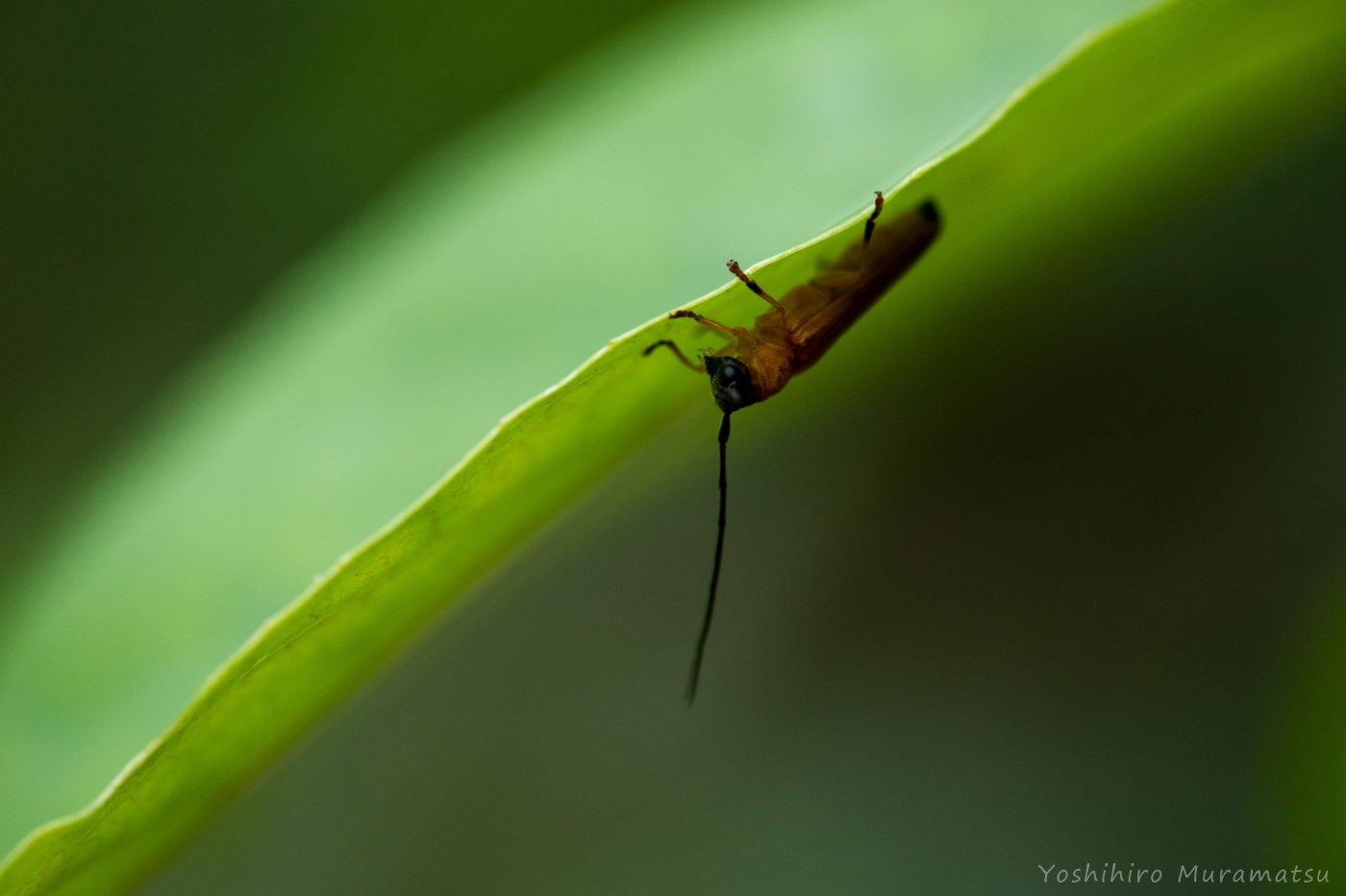 イワサキキンスジカミキリ | 虫の写真と生態なら昆虫写真図鑑「ムシミル」