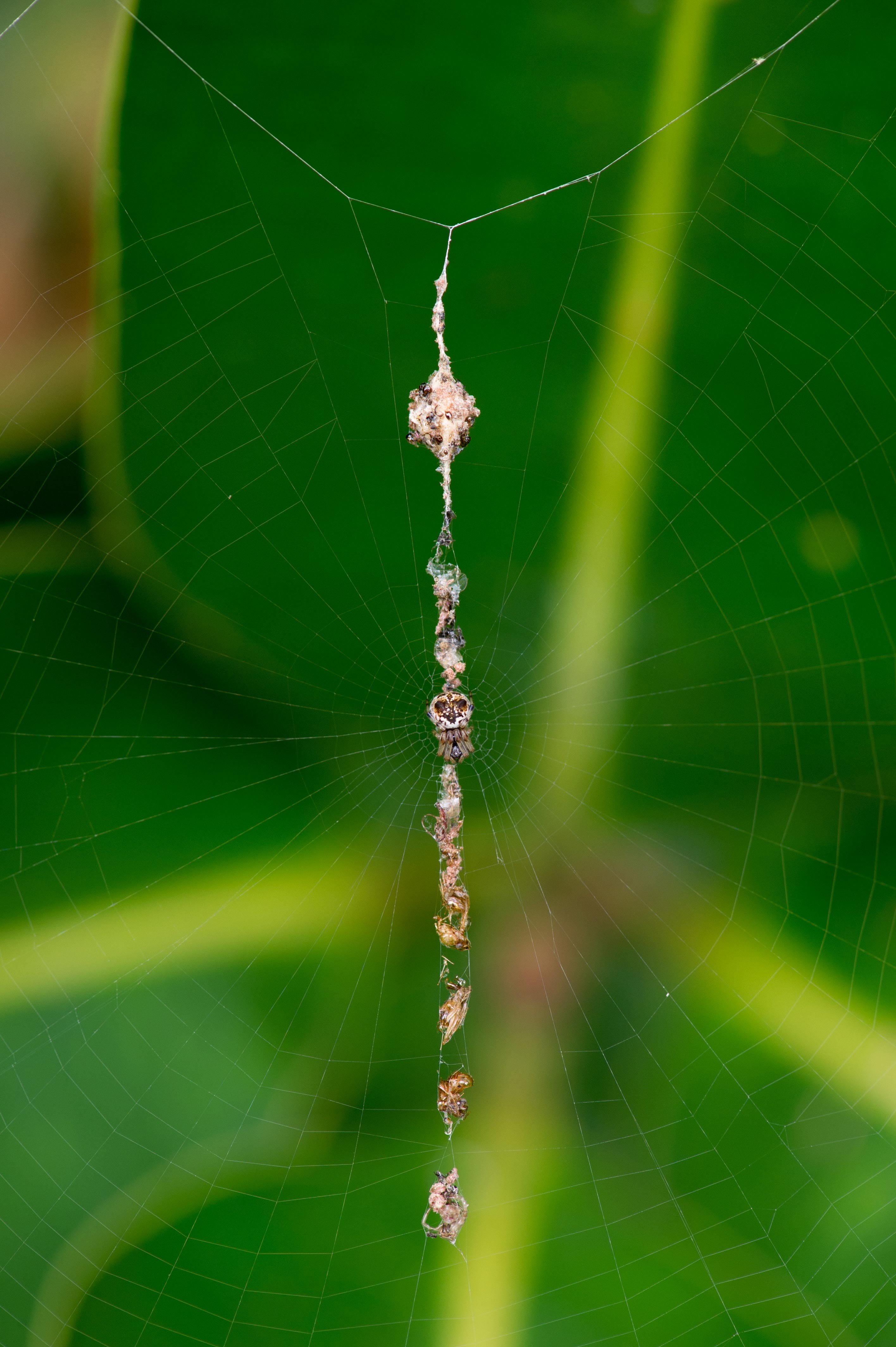 トゲゴミグモの水平偽装キレ網