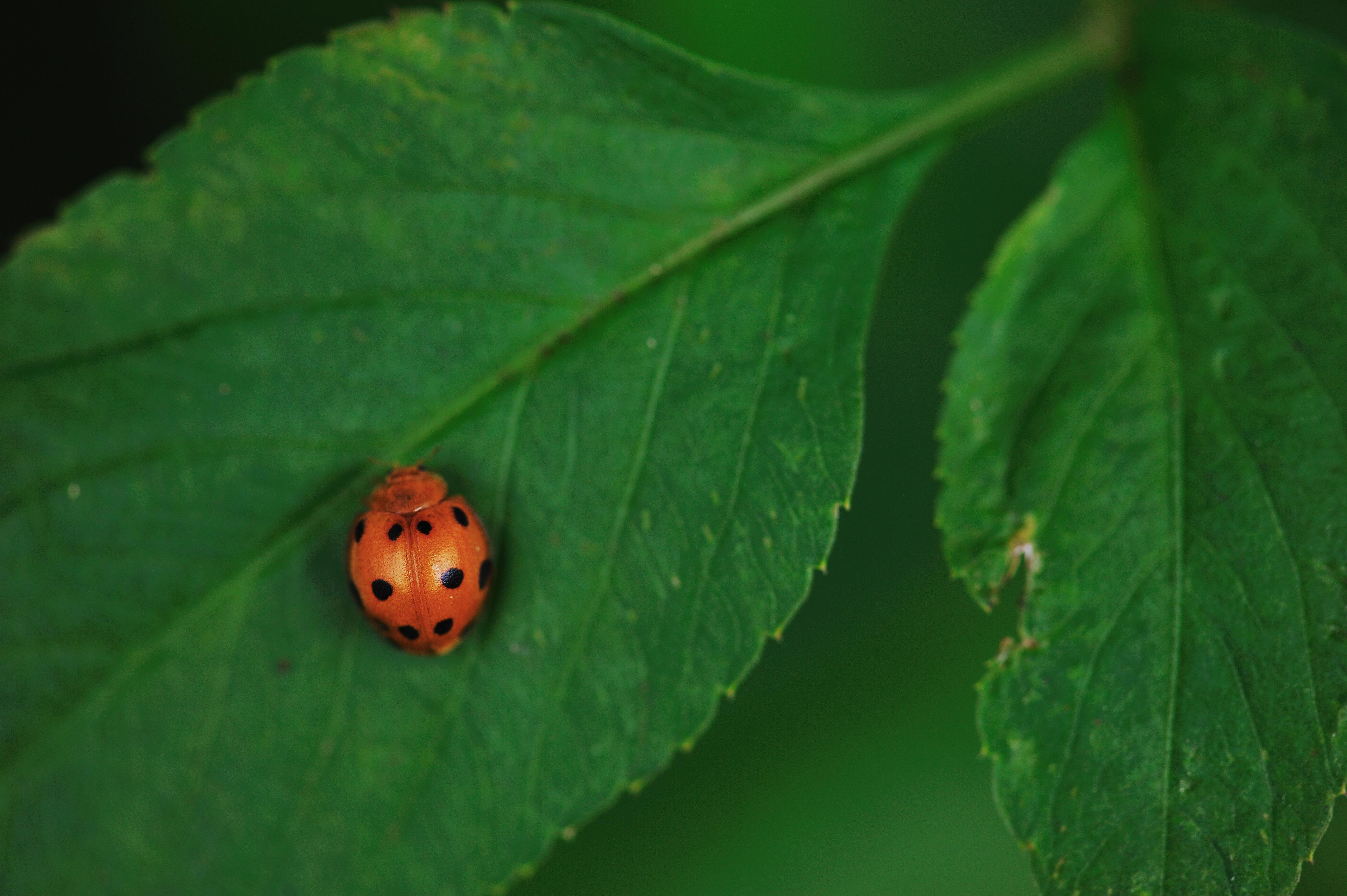 ジュウニマダラテントウ | 虫の写真と生態なら昆虫写真図鑑「ムシミル」
