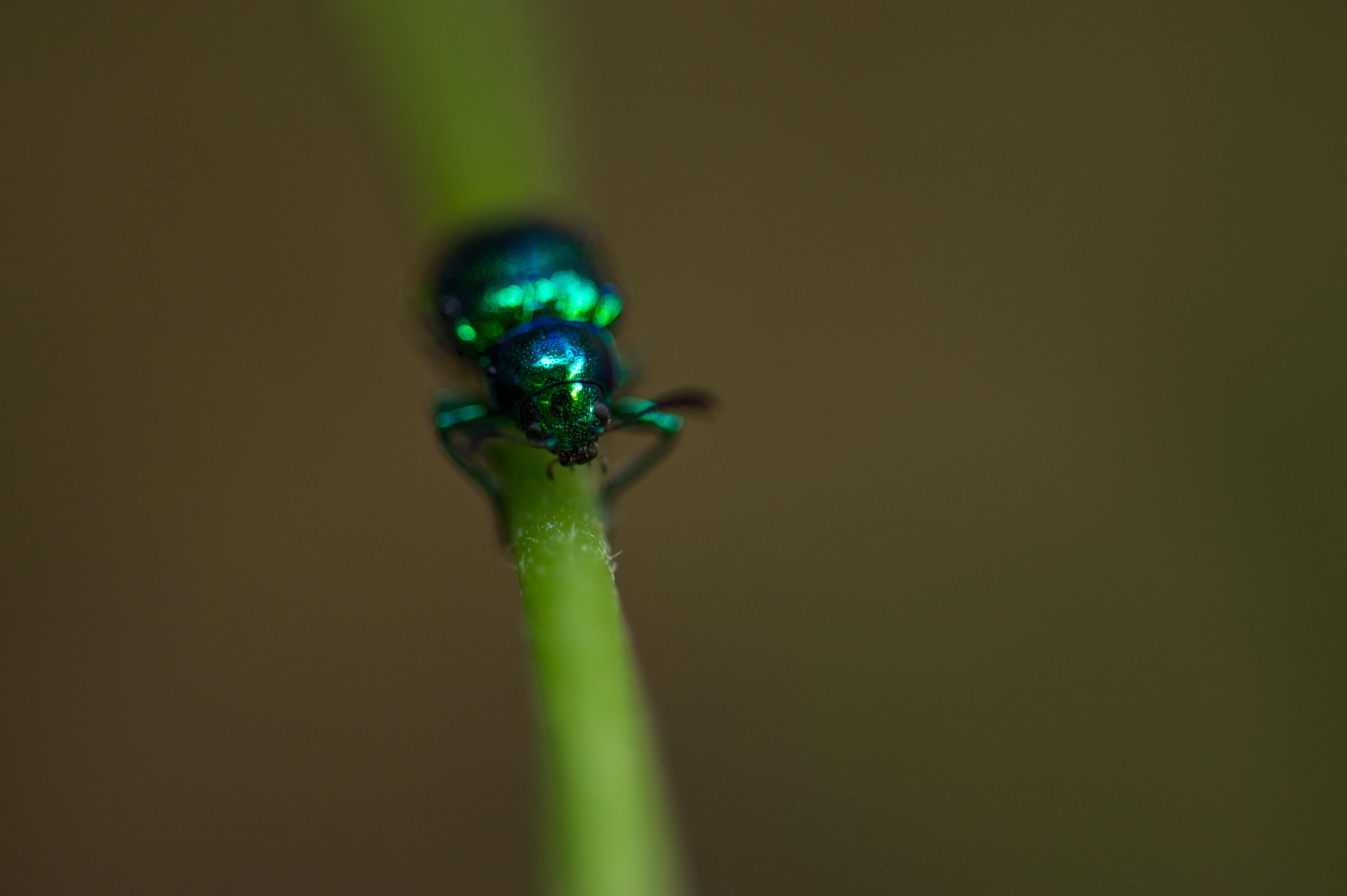 オオミドリサルハムシ 虫の写真と生態なら昆虫写真図鑑 ムシミル