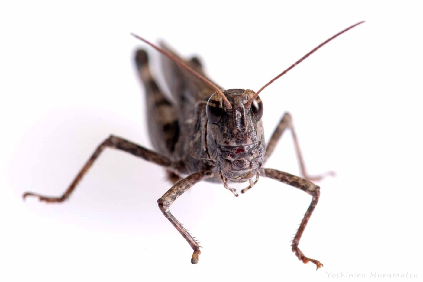 クルマバッタモドキの写真