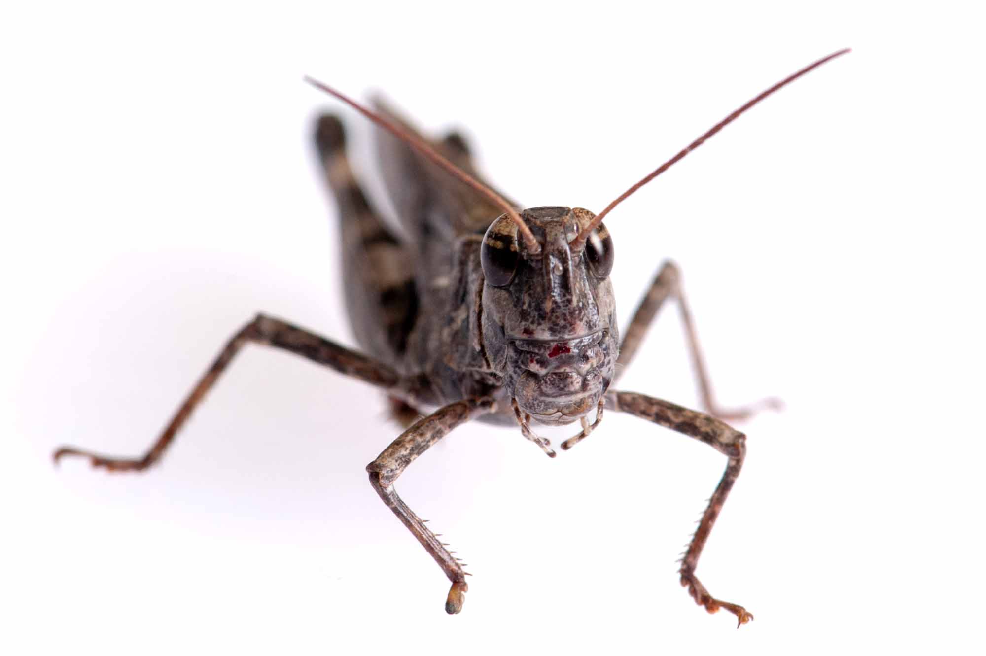 クルマバッタモドキの写真