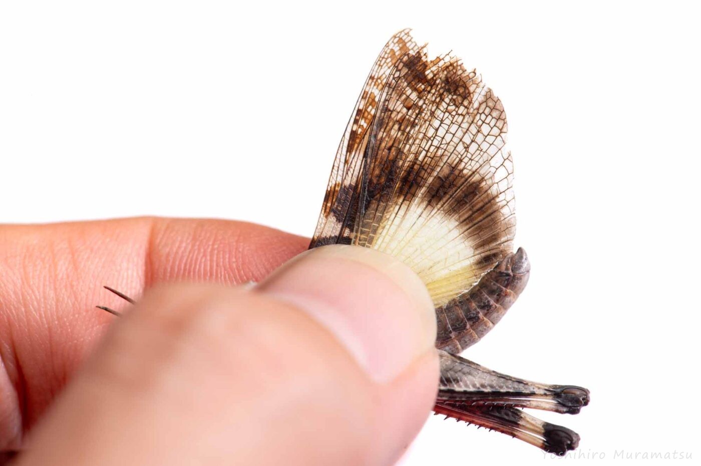 クルマバッタモドキの写真