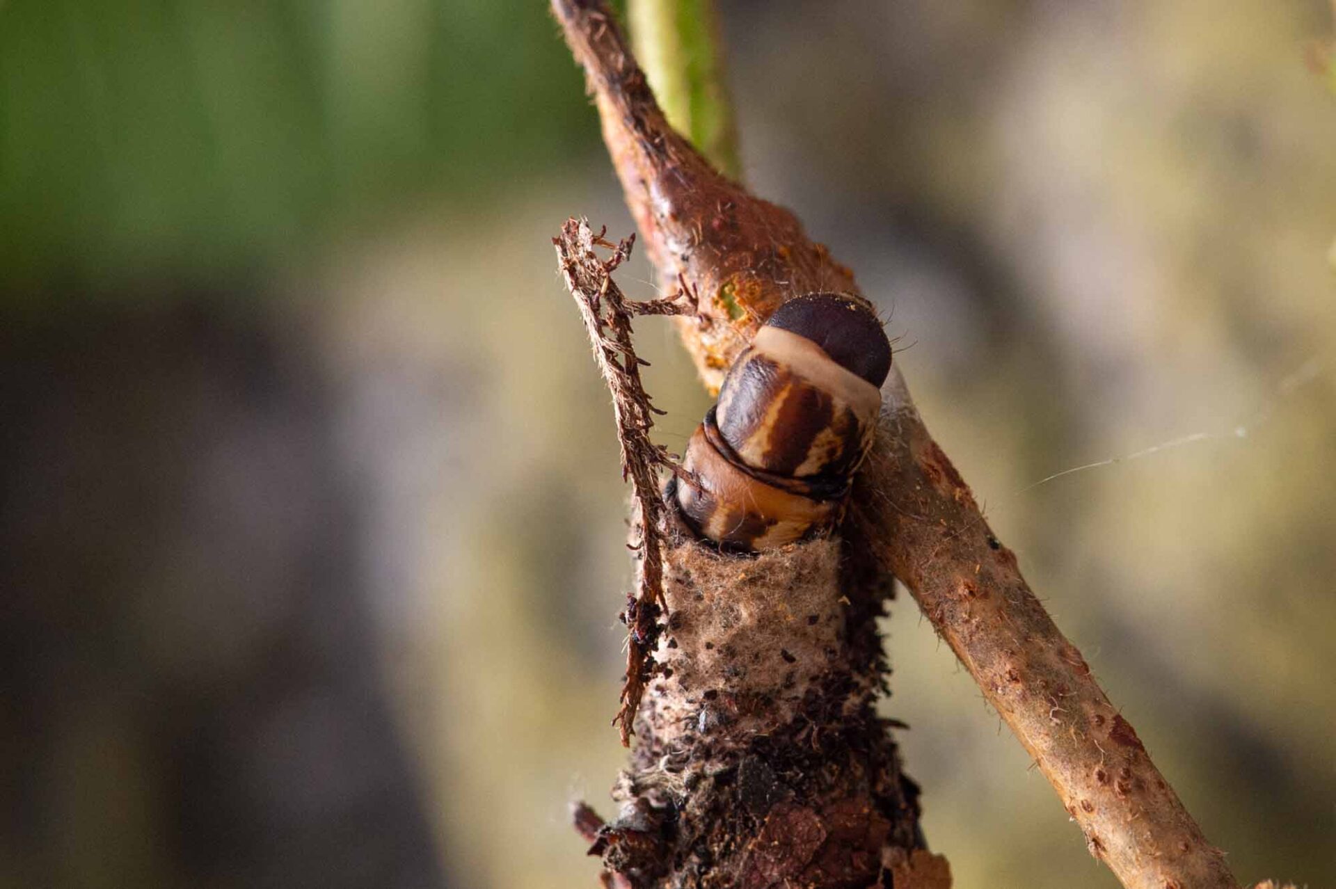 オオミノガのミノムシ幼虫から成虫も | 虫の写真と生態なら昆虫写真図鑑「ムシミル」