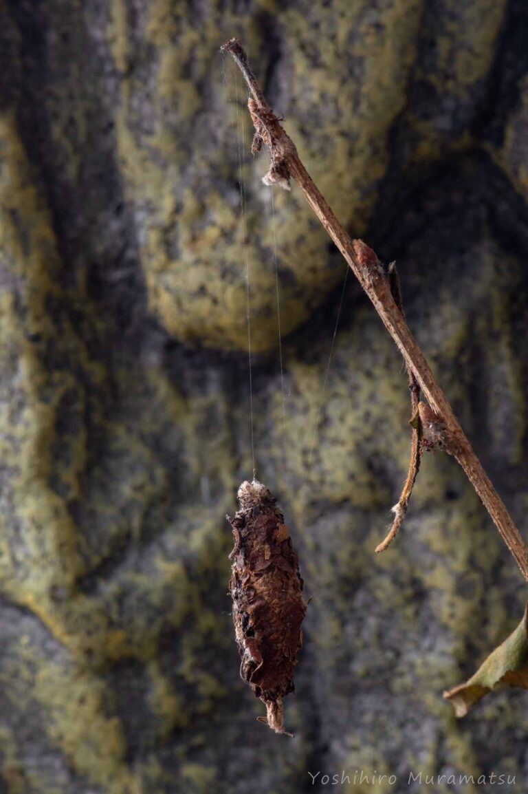 オオミノガのミノムシ幼虫から成虫も | 虫の写真と生態なら昆虫写真図鑑「ムシミル」
