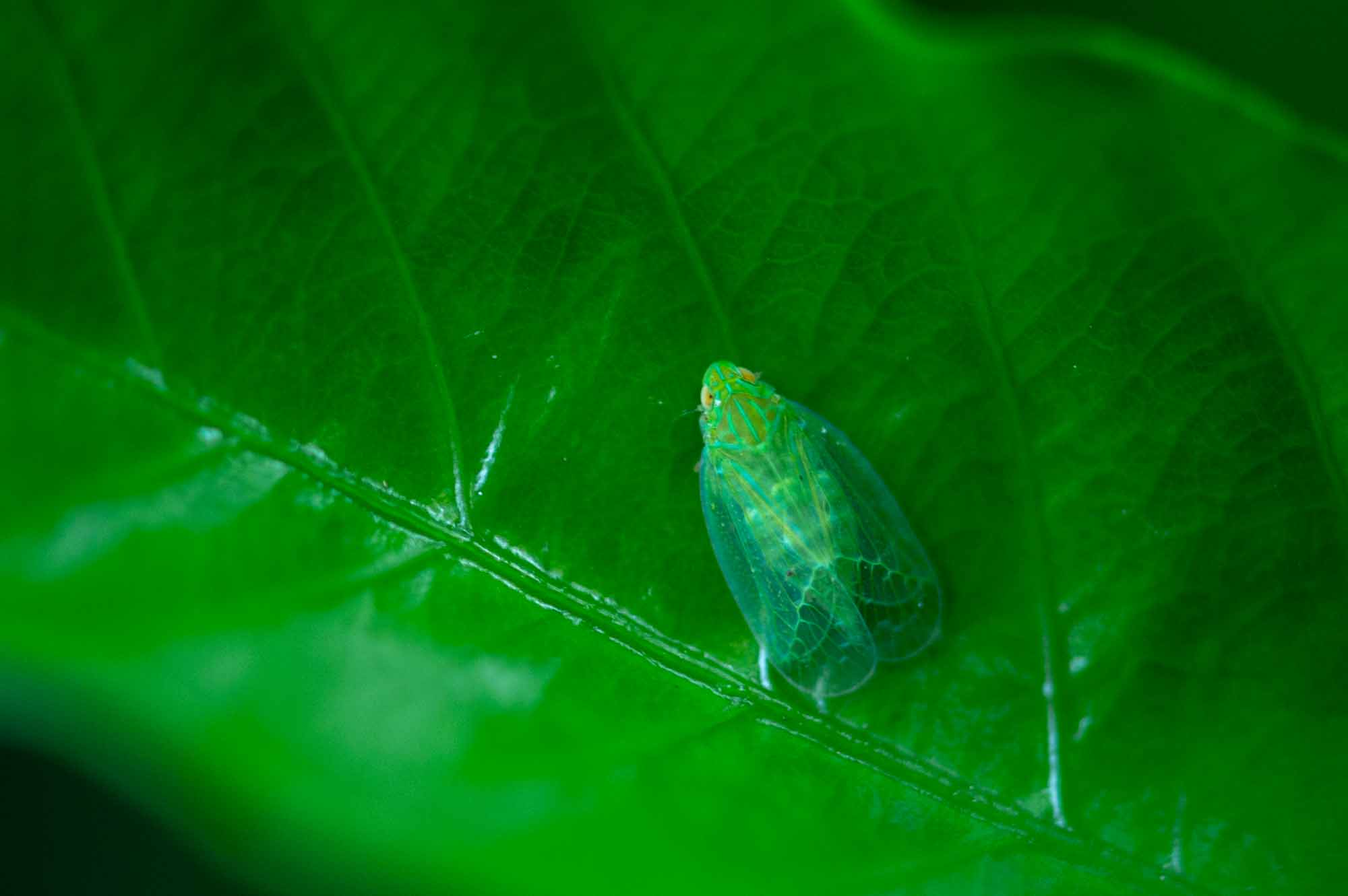 ミドリグンバイウンカ 虫の写真と生態なら昆虫写真図鑑 ムシミル
