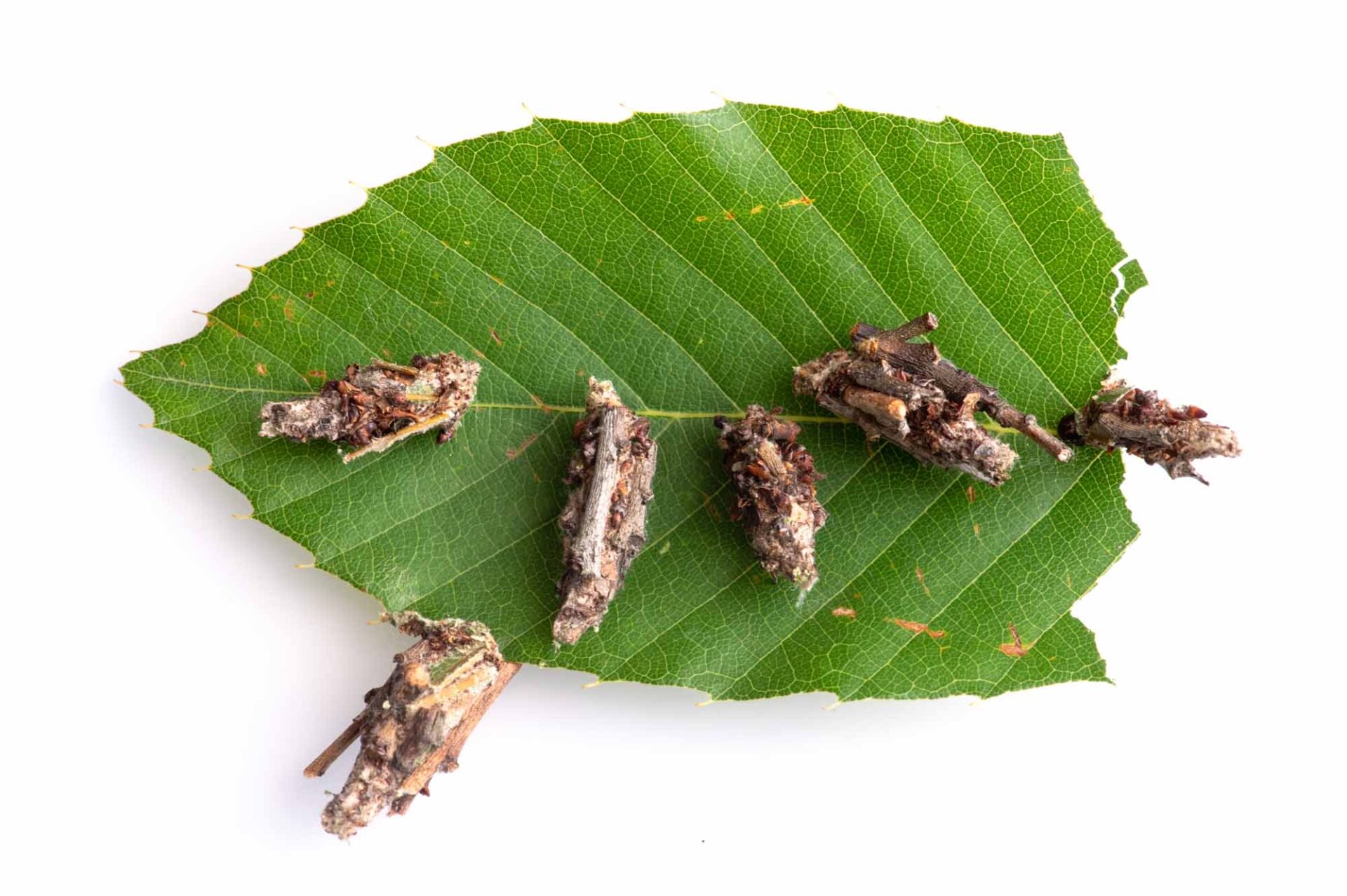 チャミノガの違いや特徴、成虫の写真も紹介 | 虫の写真と生態なら昆虫写真図鑑「ムシミル」