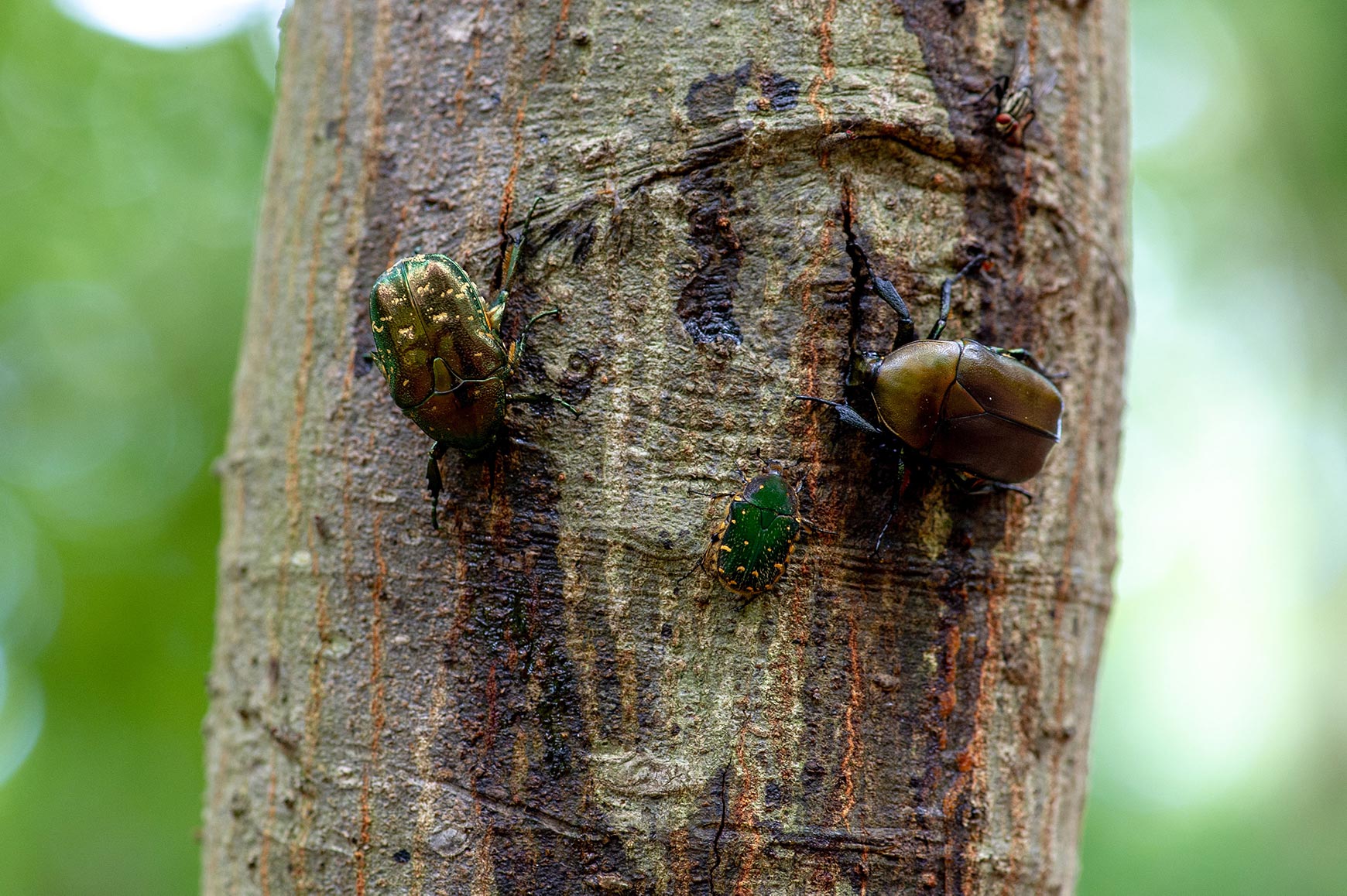 カナブンの特徴や成長 虫の写真と生態なら昆虫写真図鑑 ムシミル