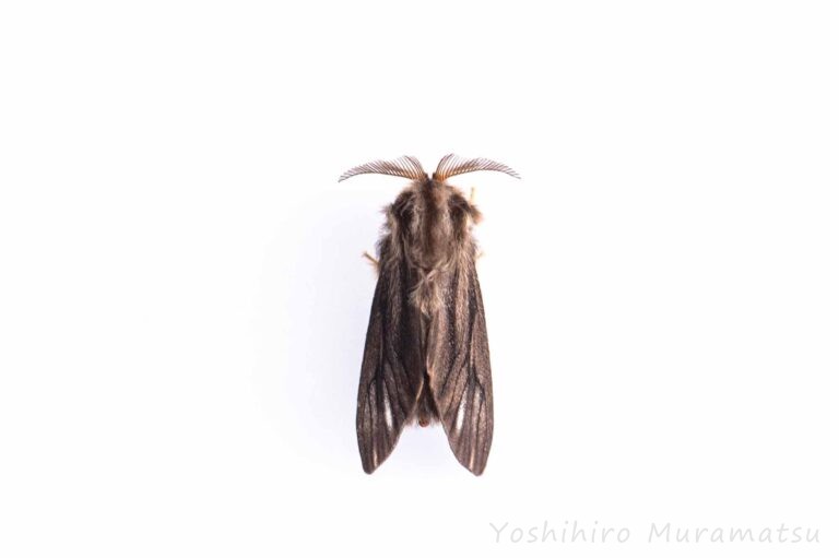 チャミノガの違いや特徴、成虫の写真も紹介 | 虫の写真と生態なら昆虫写真図鑑「ムシミル」