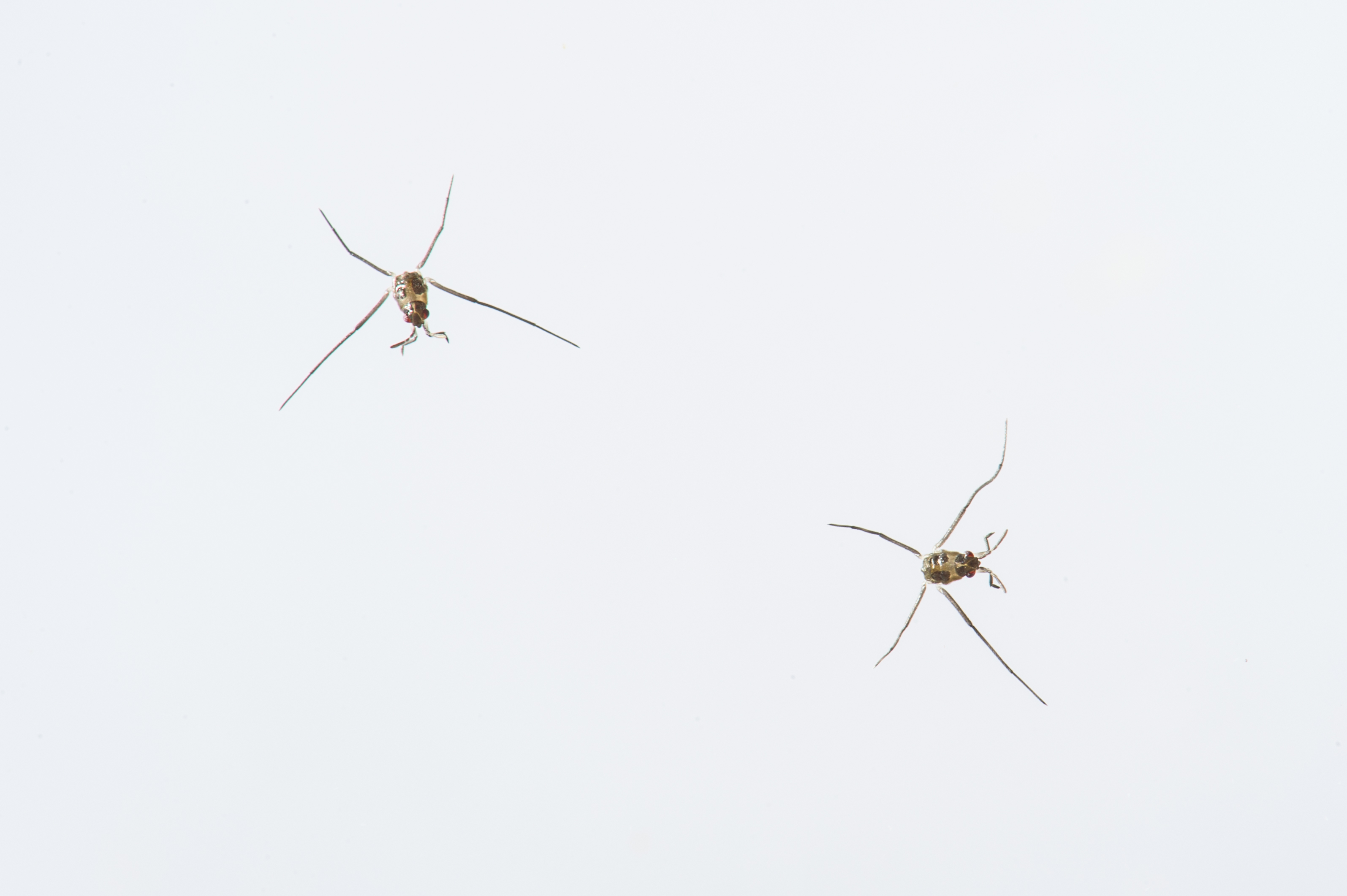アメンボ ナミアメンボ の特徴やサンマとの意外な共通点 虫の写真と生態なら昆虫写真図鑑 ムシミル