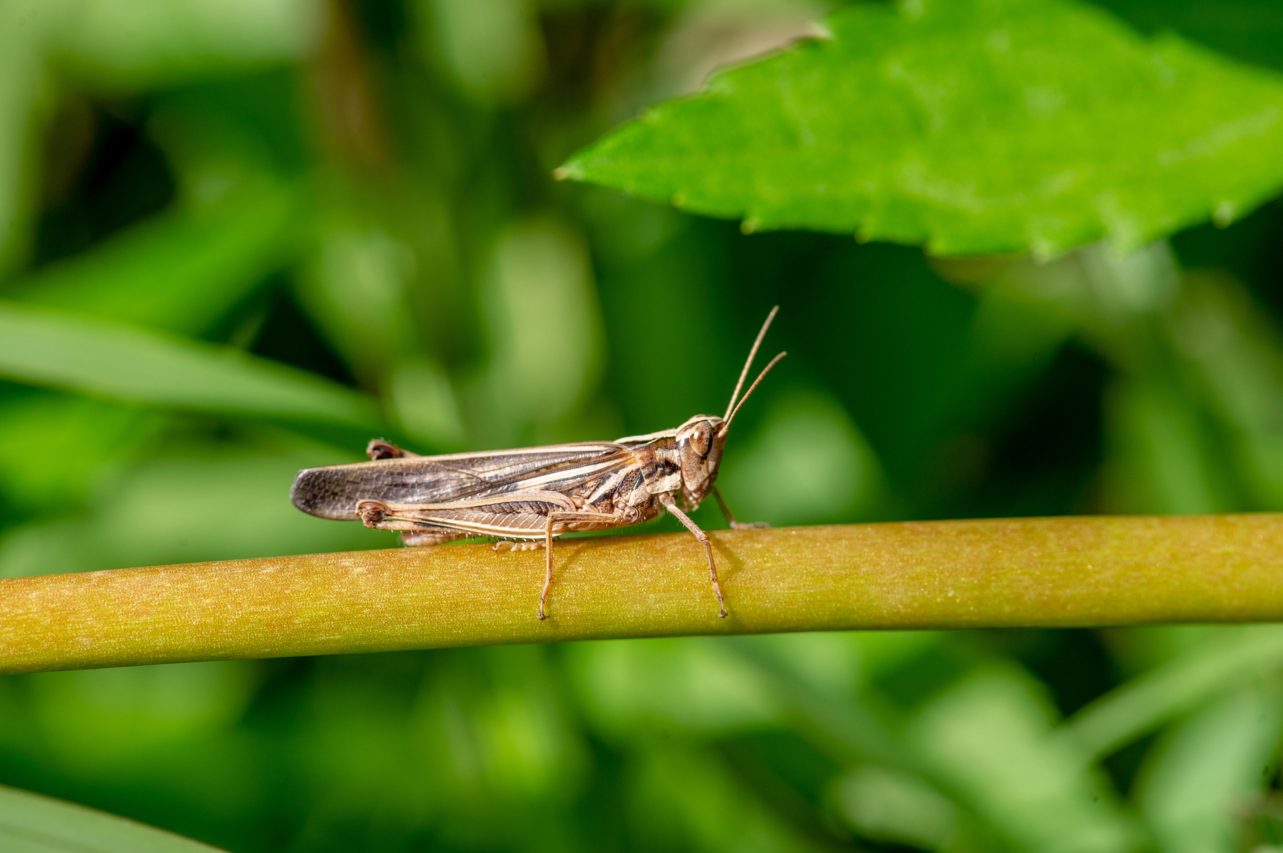 マダラバッタ 別名 ヒメバッタ 虫の写真と生態なら昆虫写真図鑑 ムシミル