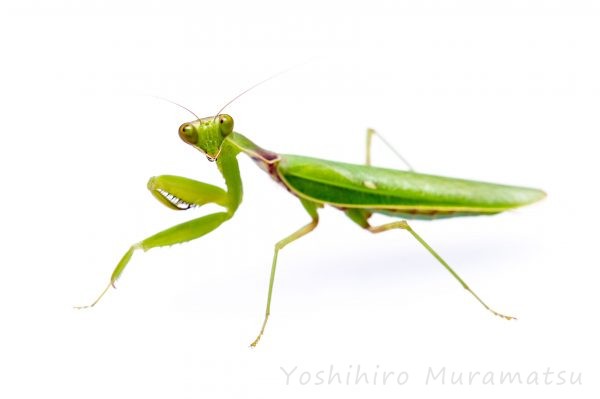 カマキリ特集！種類の紹介や飼育の時のポイントや餌、天敵の話まで 昆虫写真図鑑 ムシミル