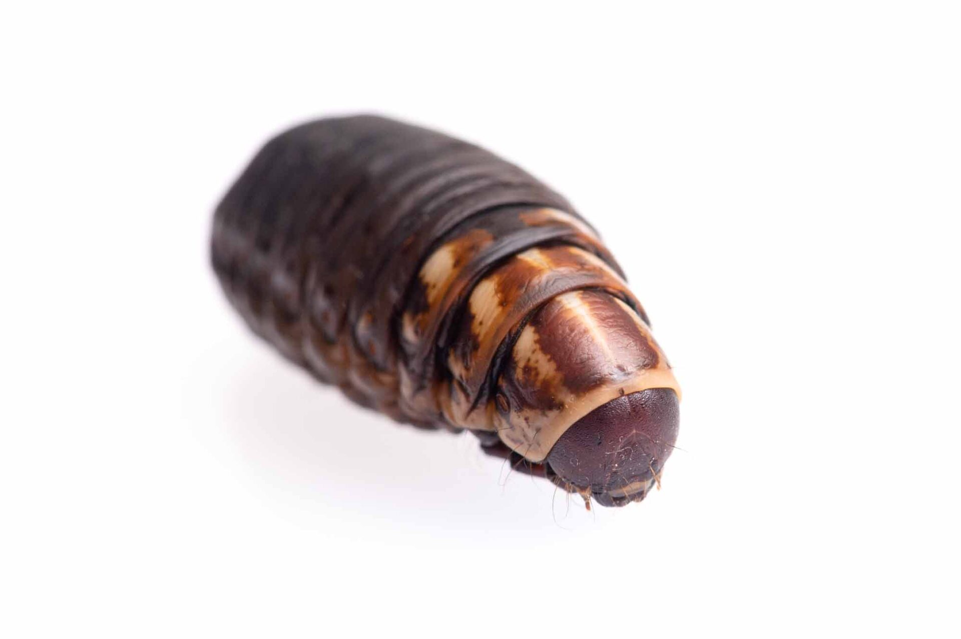 ミノガ科まとめ 蓑蛾図鑑 ミノムシ図鑑 | 昆虫写真図鑑 ムシミル