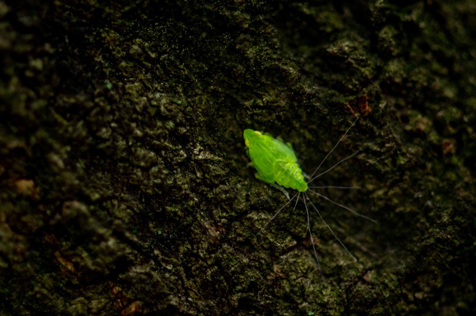 ミドリグンバイウンカ 虫の写真と生態なら昆虫写真図鑑 ムシミル