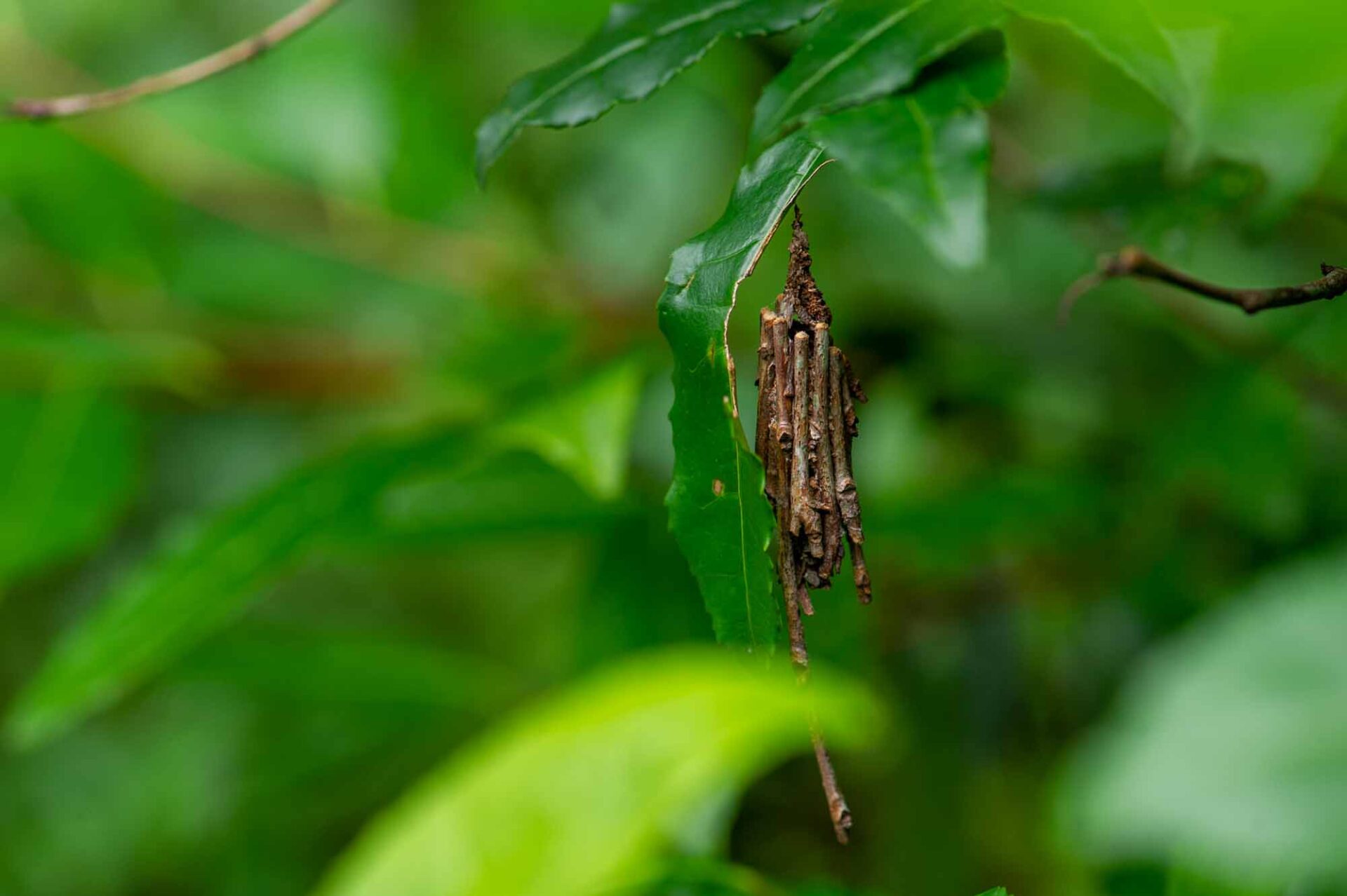 チャミノガの違いや特徴、成虫の写真も紹介 | 虫の写真と生態なら昆虫写真図鑑「ムシミル」