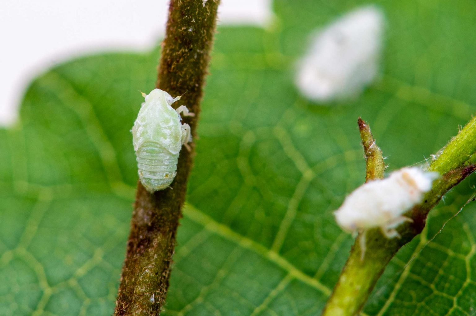 アオバハゴロモの特徴や幼虫の面白さも！ | 虫の写真と生態なら昆 …