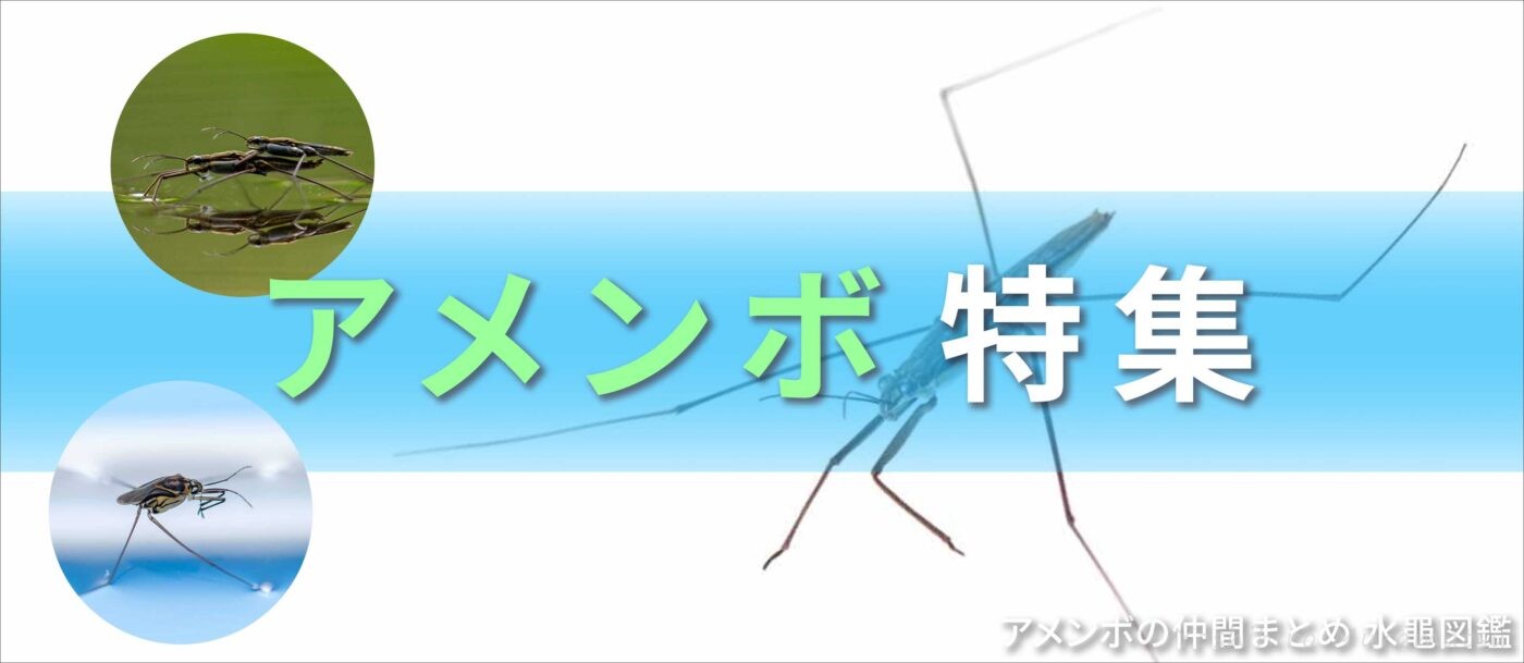 アメンボ特集バナー画像
