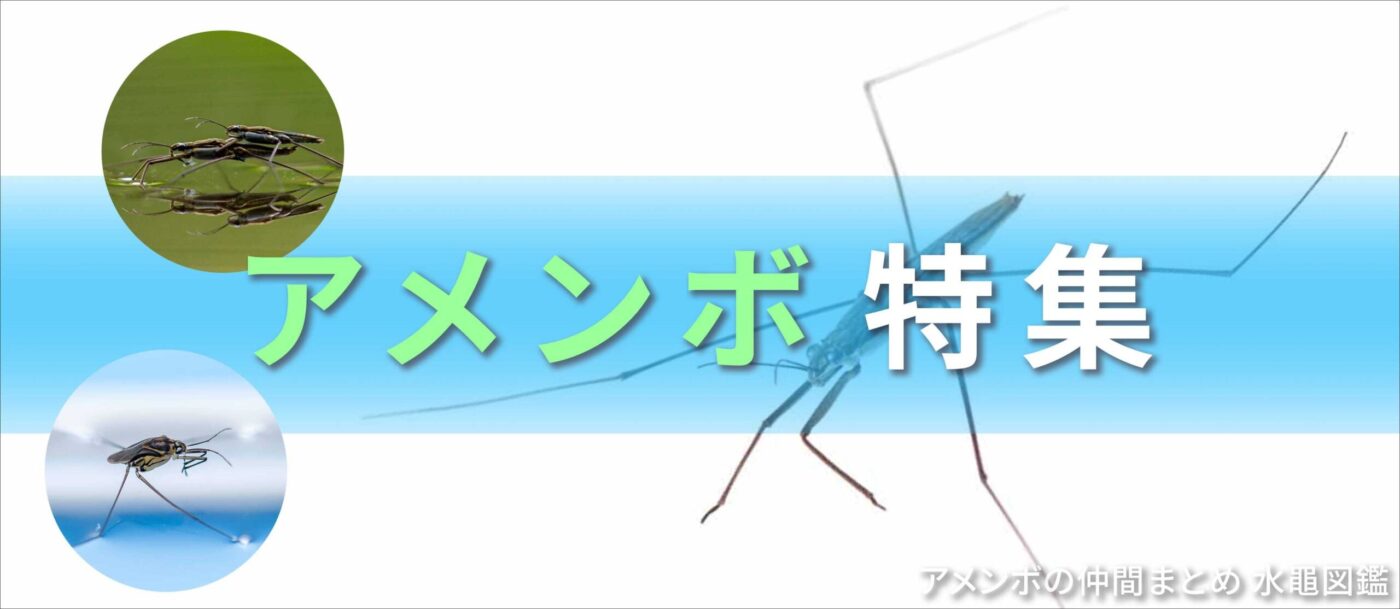 アメンボ特集バナー画像