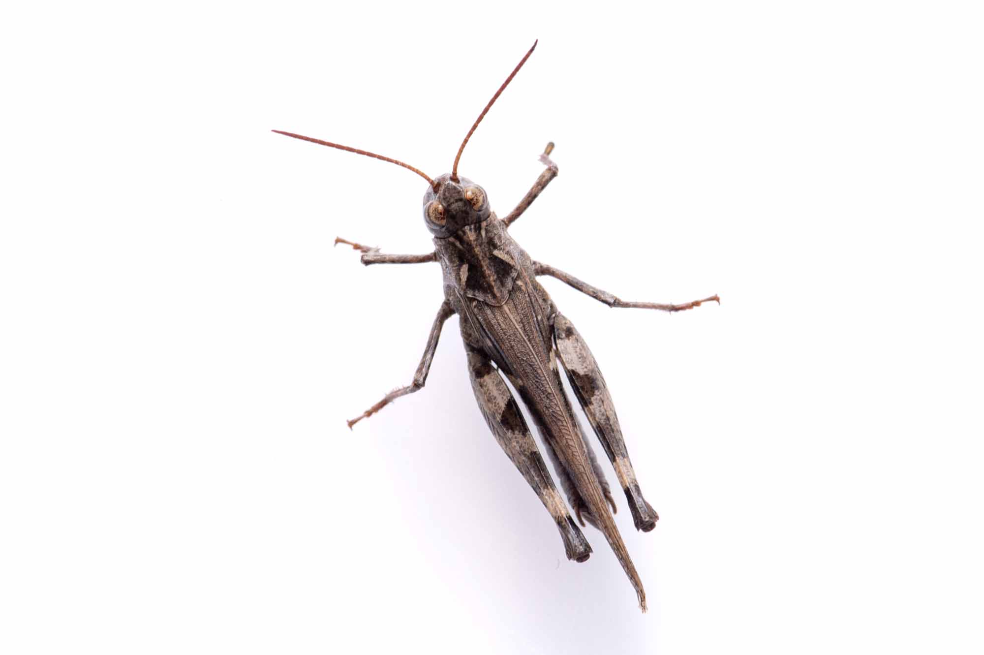 クルマバッタモドキの写真