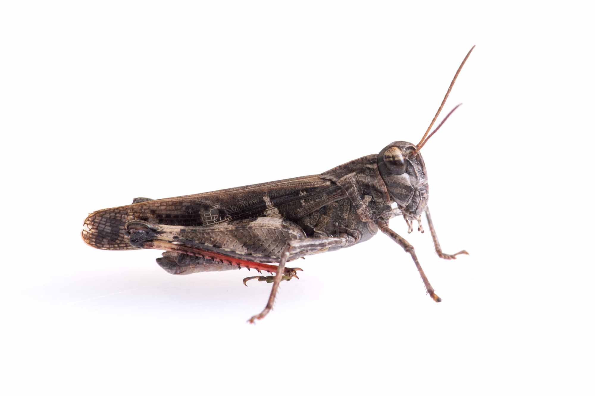 クルマバッタモドキの写真