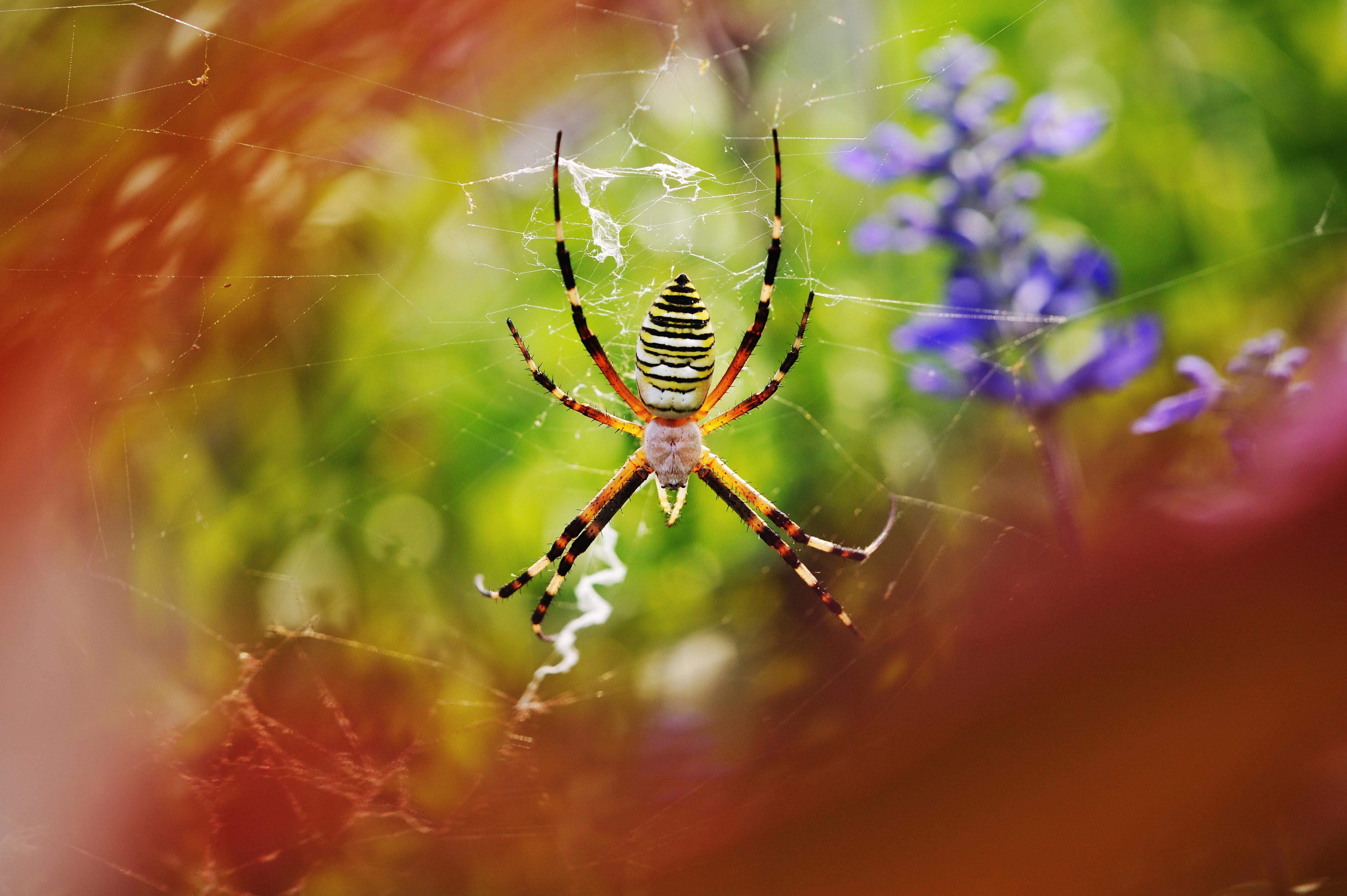 ナガコガネグモ 虫の写真と生態なら昆虫写真図鑑 ムシミル
