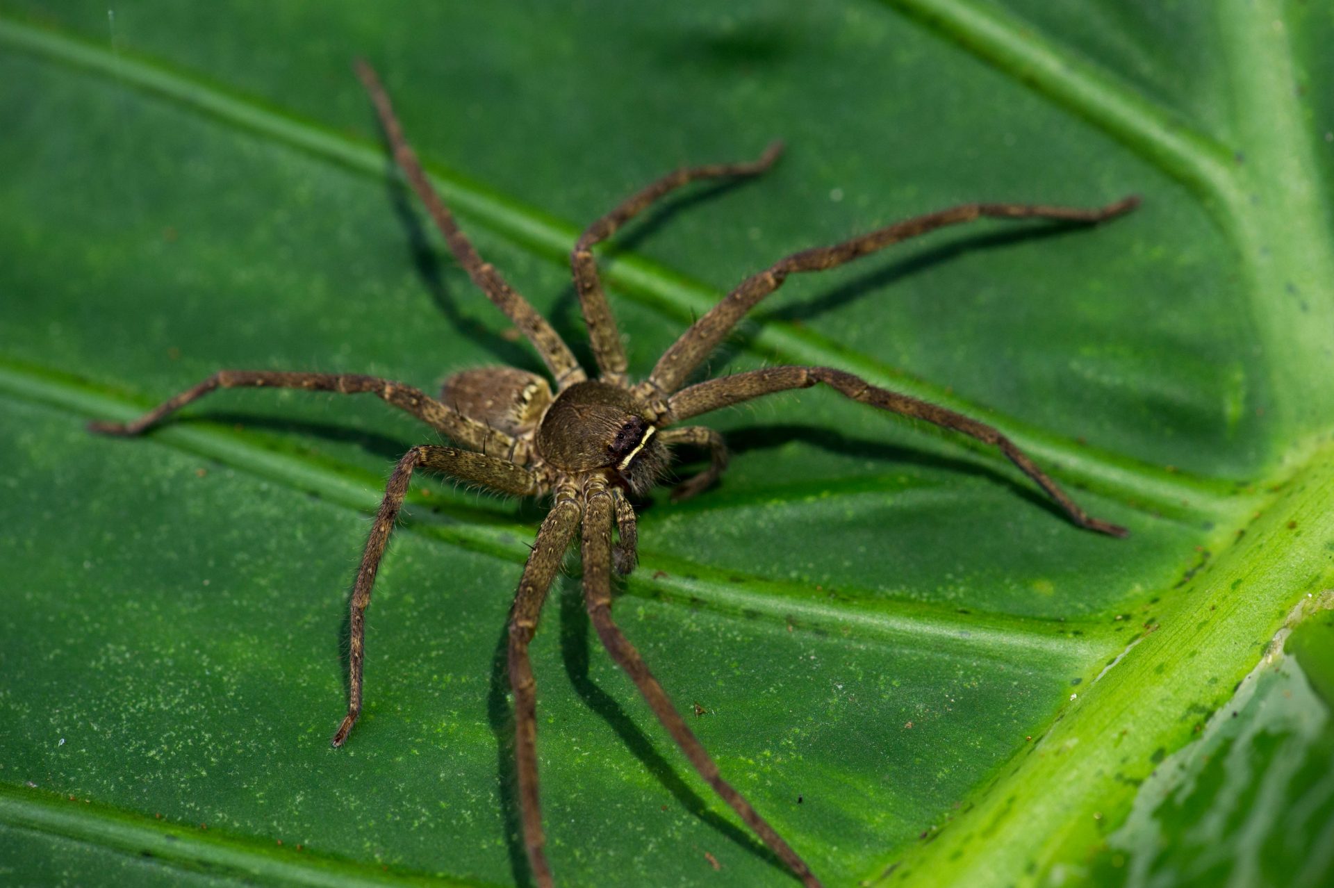 aranha, aranha-lobo, Ártico, mudança climática, temperaturas, degelo