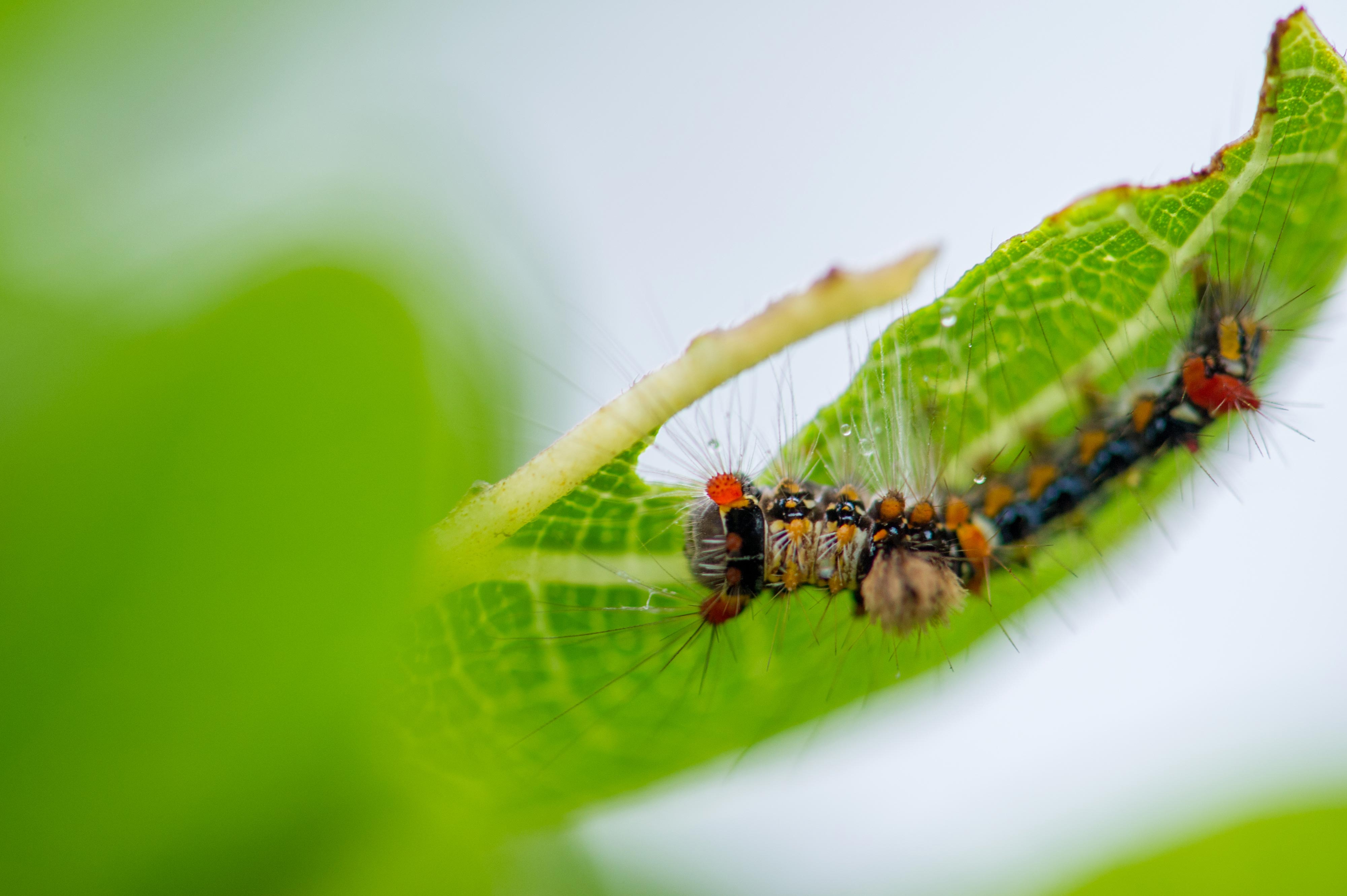 スキバドクガ 虫の写真と生態なら昆虫写真図鑑 ムシミル