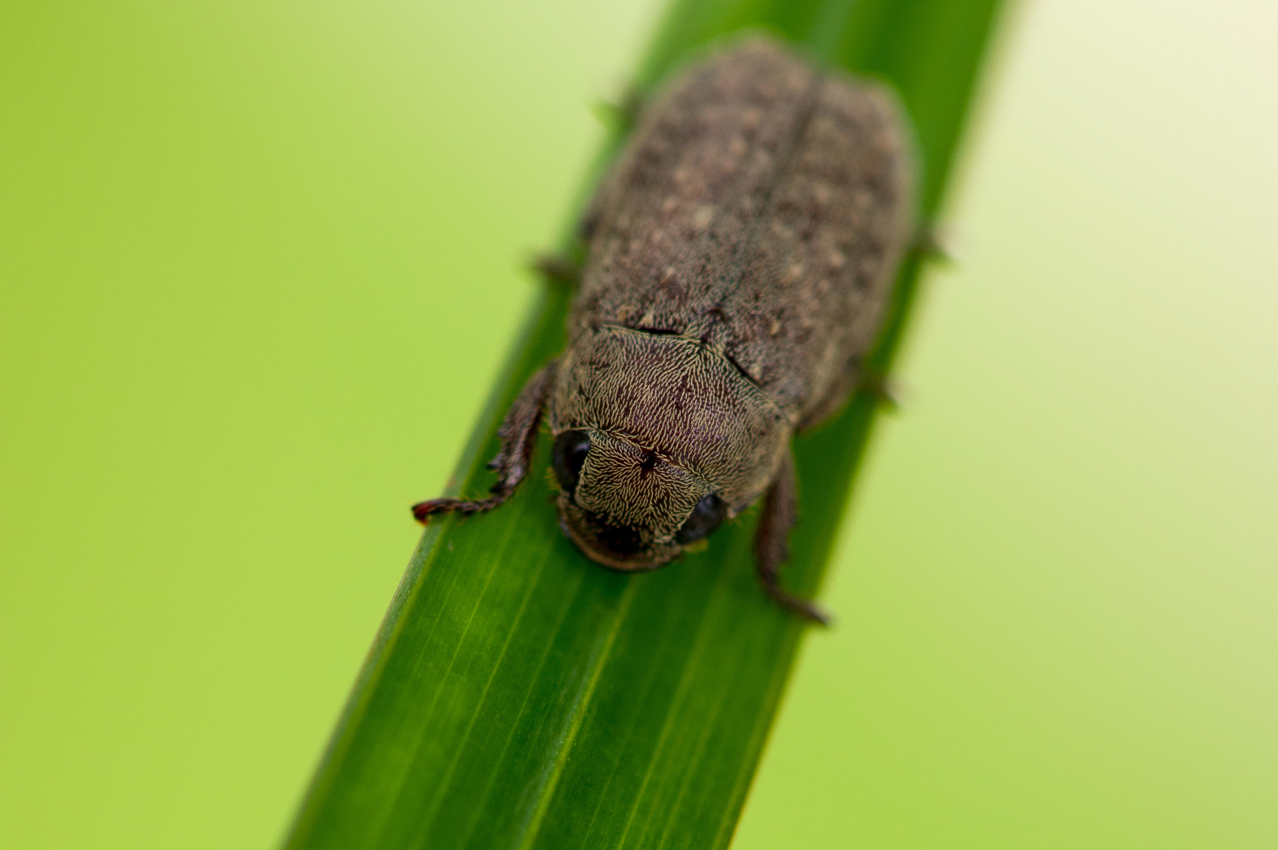 シナコイチャコガネ 虫の写真と生態なら昆虫写真図鑑 ムシミル
