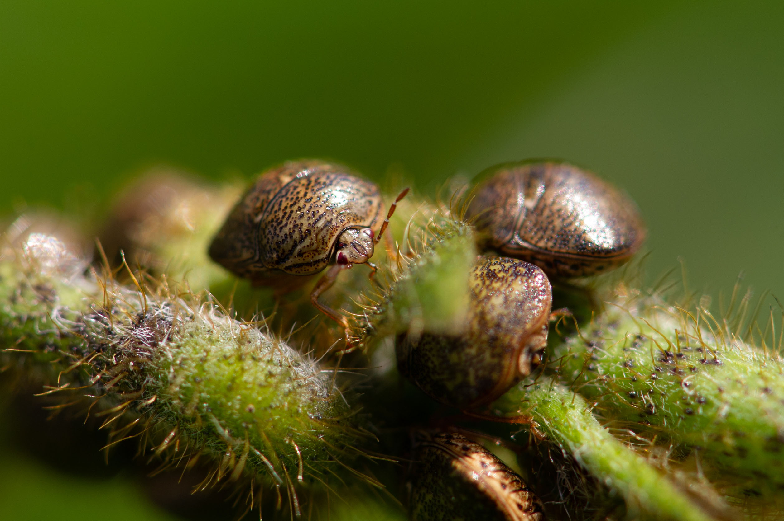 マルカメムシの特徴や幼虫の姿も紹介 虫の写真と生態なら昆虫写真図鑑 ムシミル