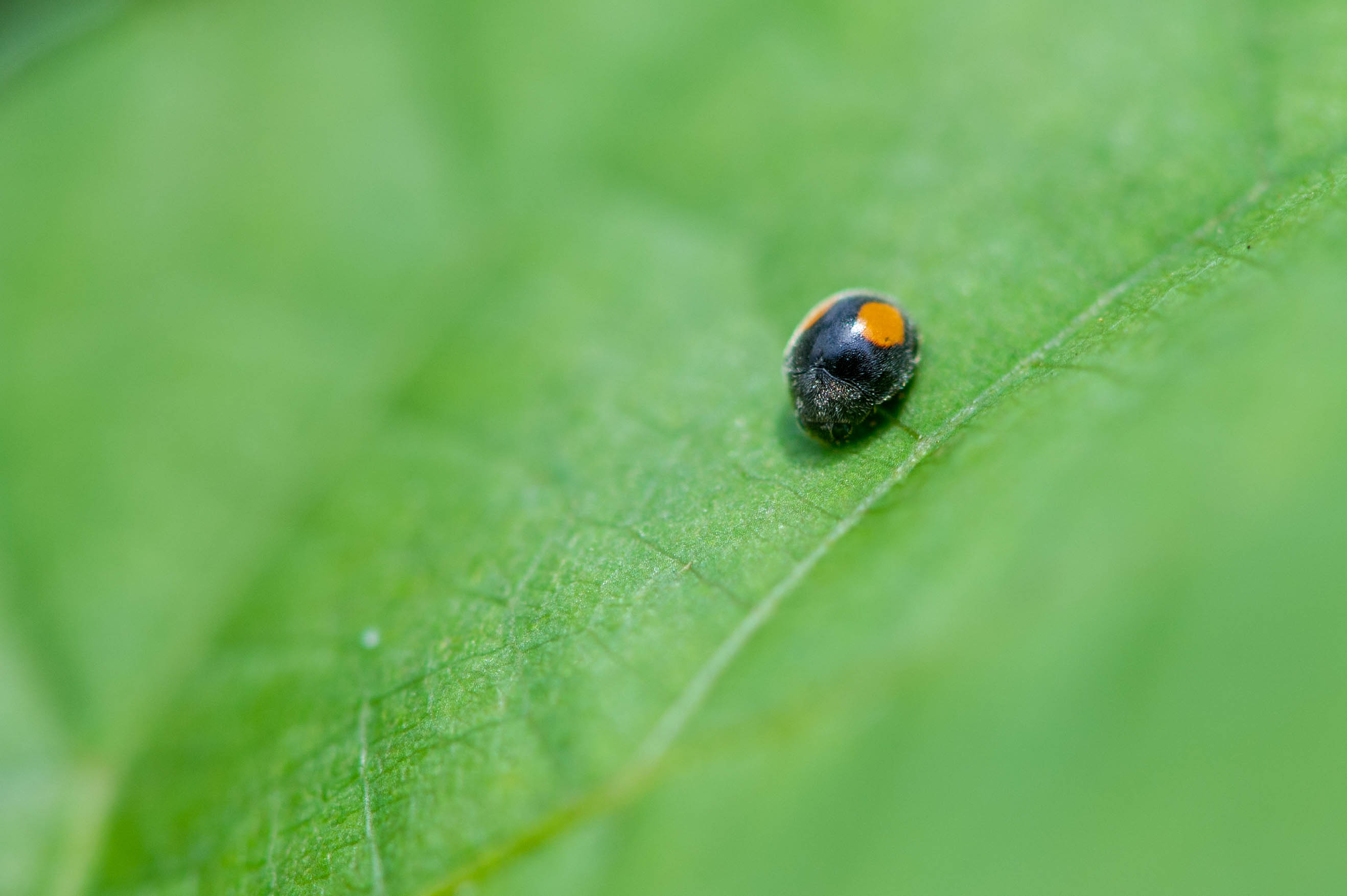 フタモンクロテントウは小さなてんとう虫 | 虫の写真と生態なら昆虫