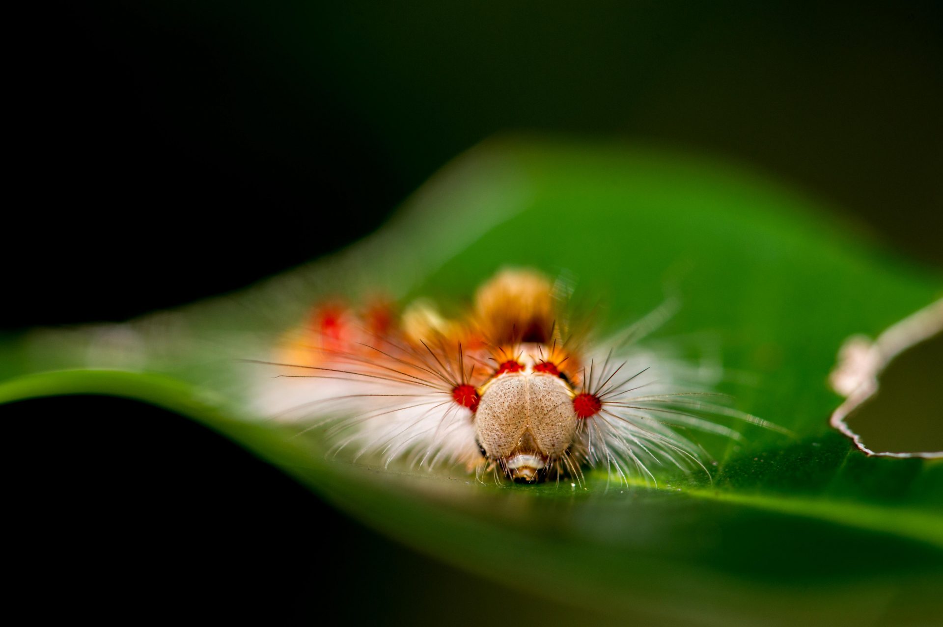 スキバドクガの幼虫の写真