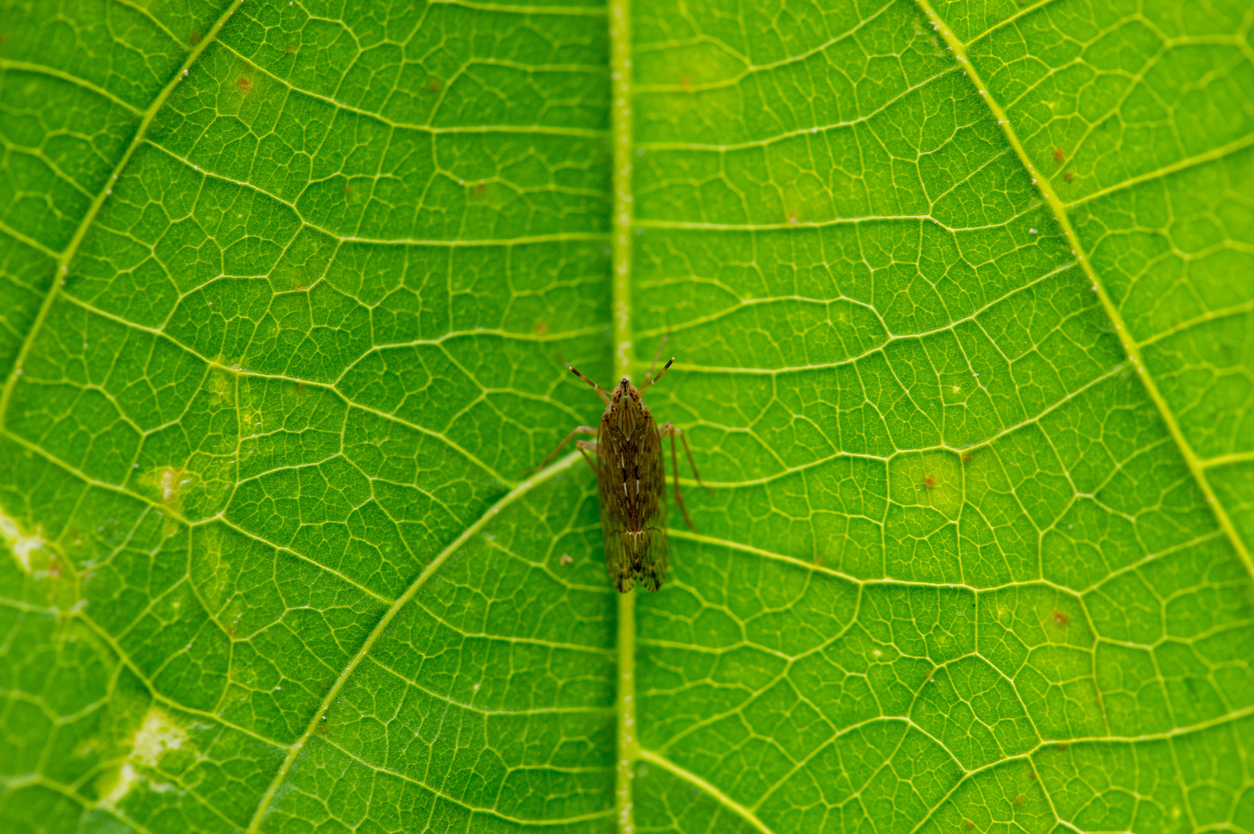シダスケバモドキ 虫の写真と生態なら昆虫写真図鑑 ムシミル