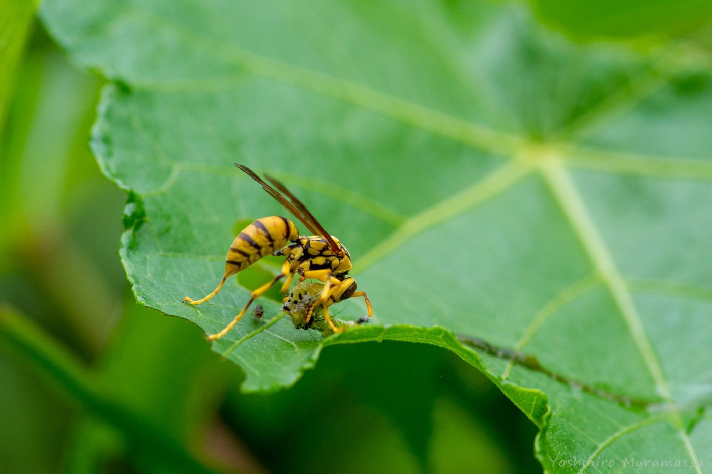 ヤエヤマアシナガバチの写真