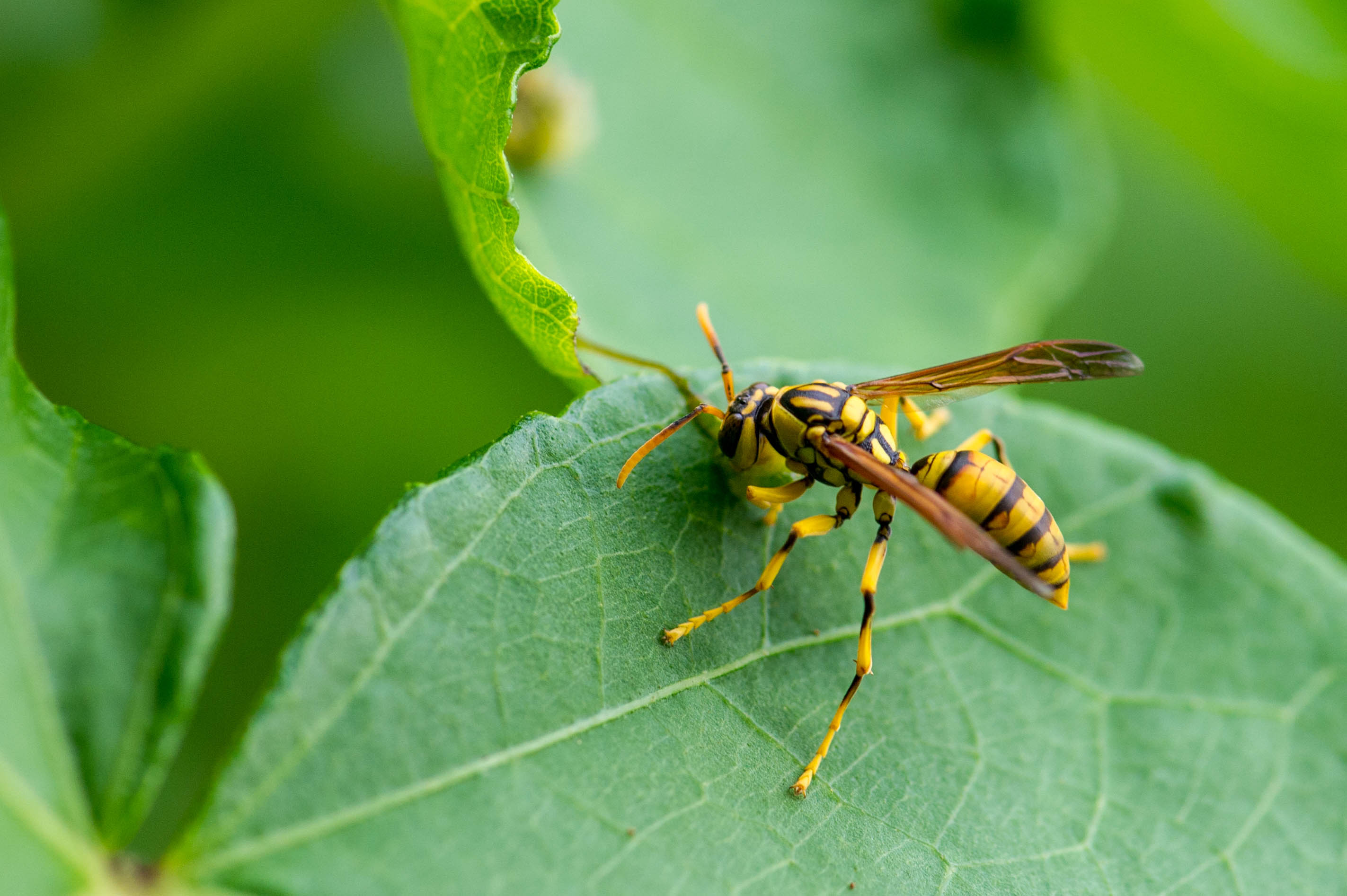 ヤエヤマアシナガバチ 虫の写真と生態なら昆虫写真図鑑 ムシミル