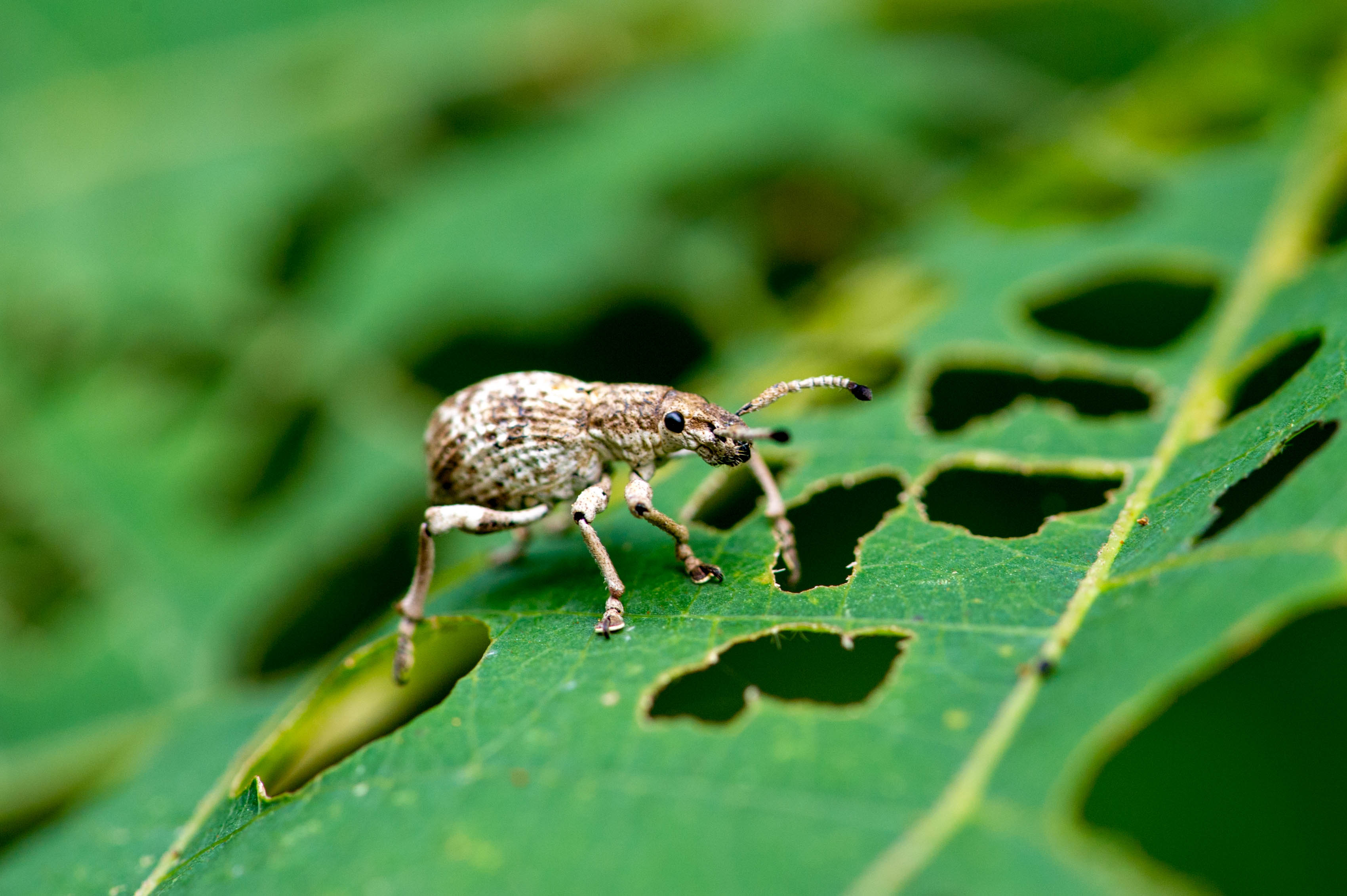 オキナワクワゾウムシ 虫の写真と生態なら昆虫写真図鑑 ムシミル