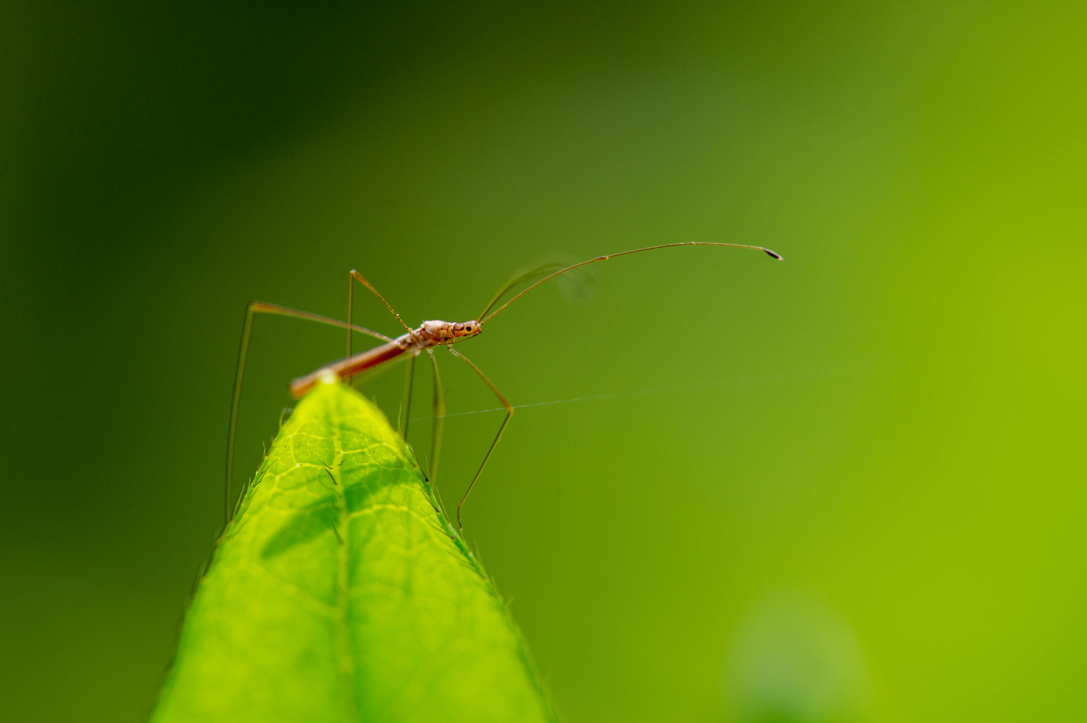 イトカメムシ 虫の写真と生態なら昆虫写真図鑑 ムシミル