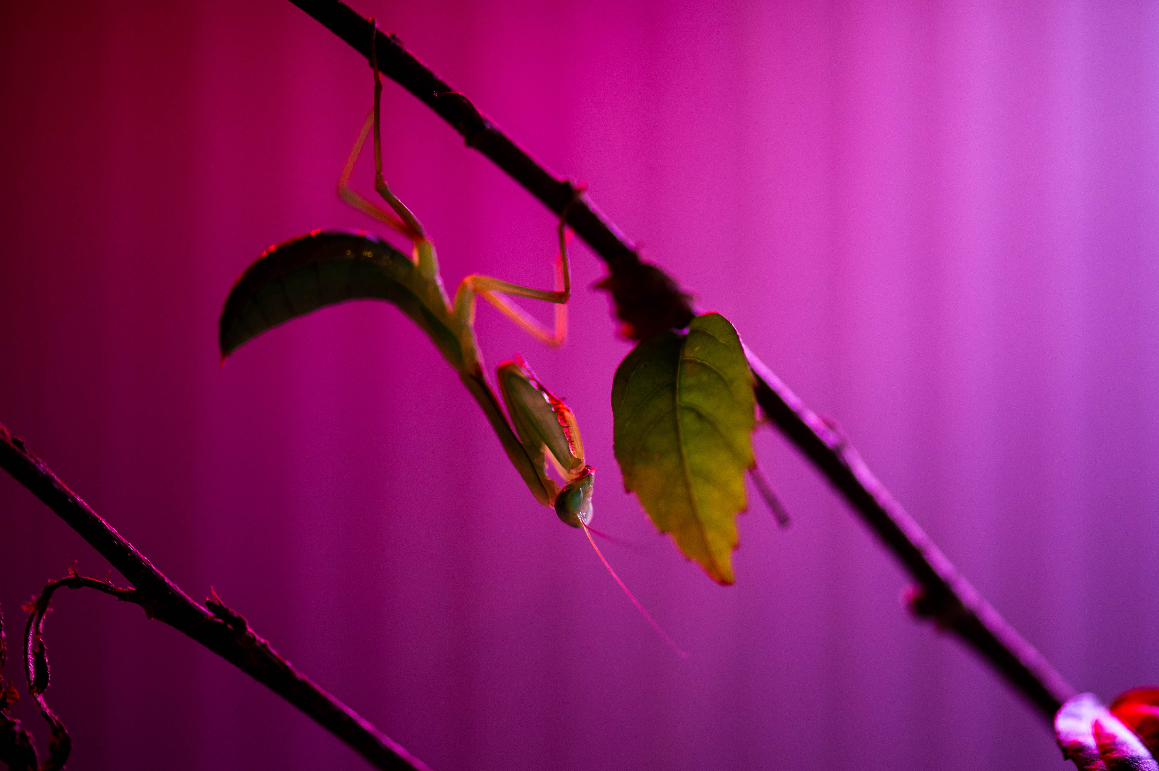 台湾のカマキリの仲間の写真