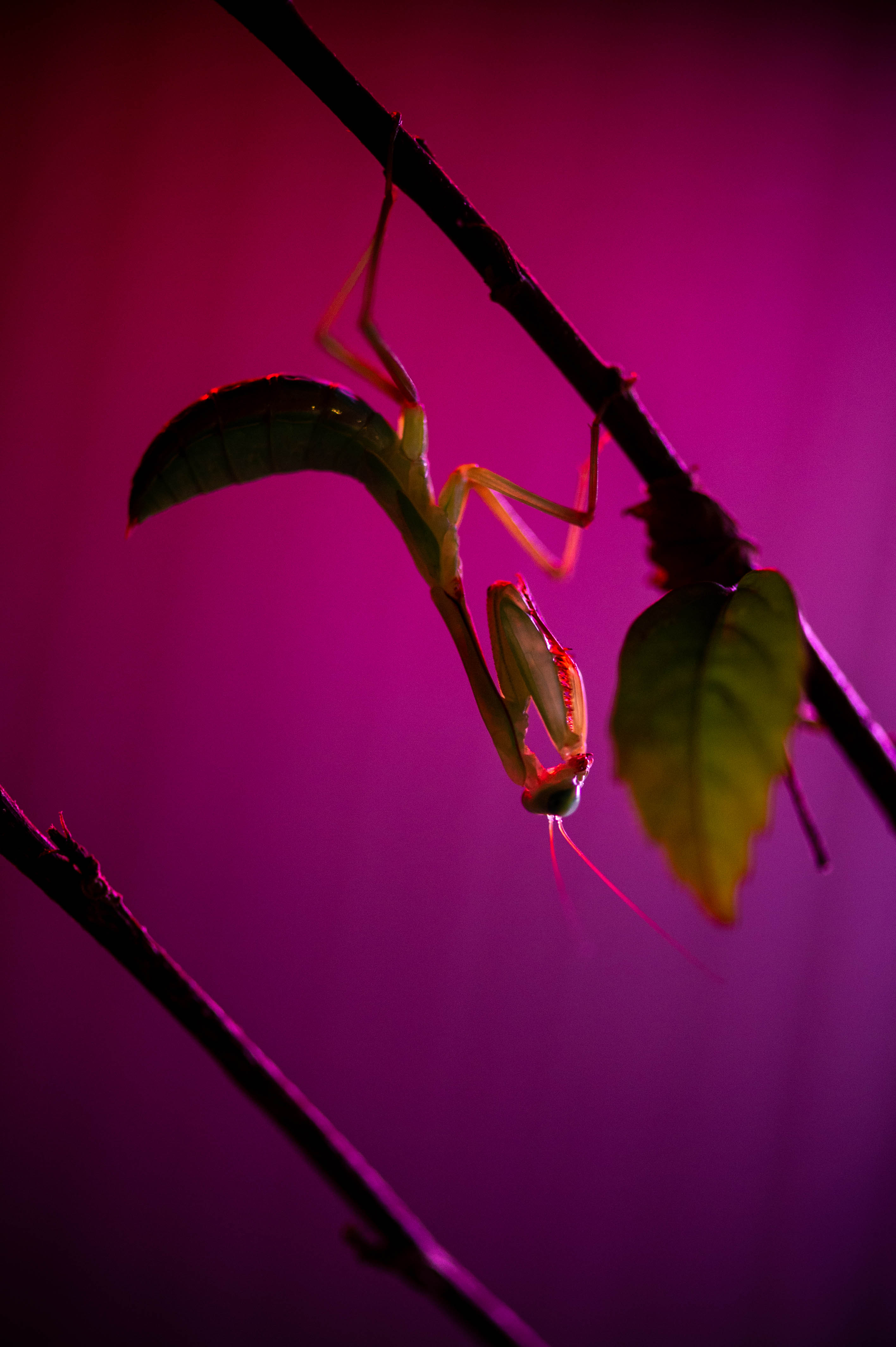 台湾のカマキリの仲間の写真