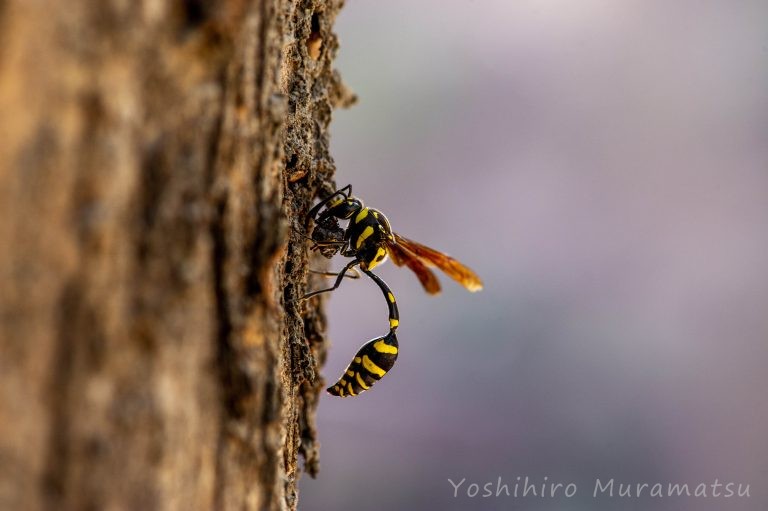 台湾のハチの仲間の写真