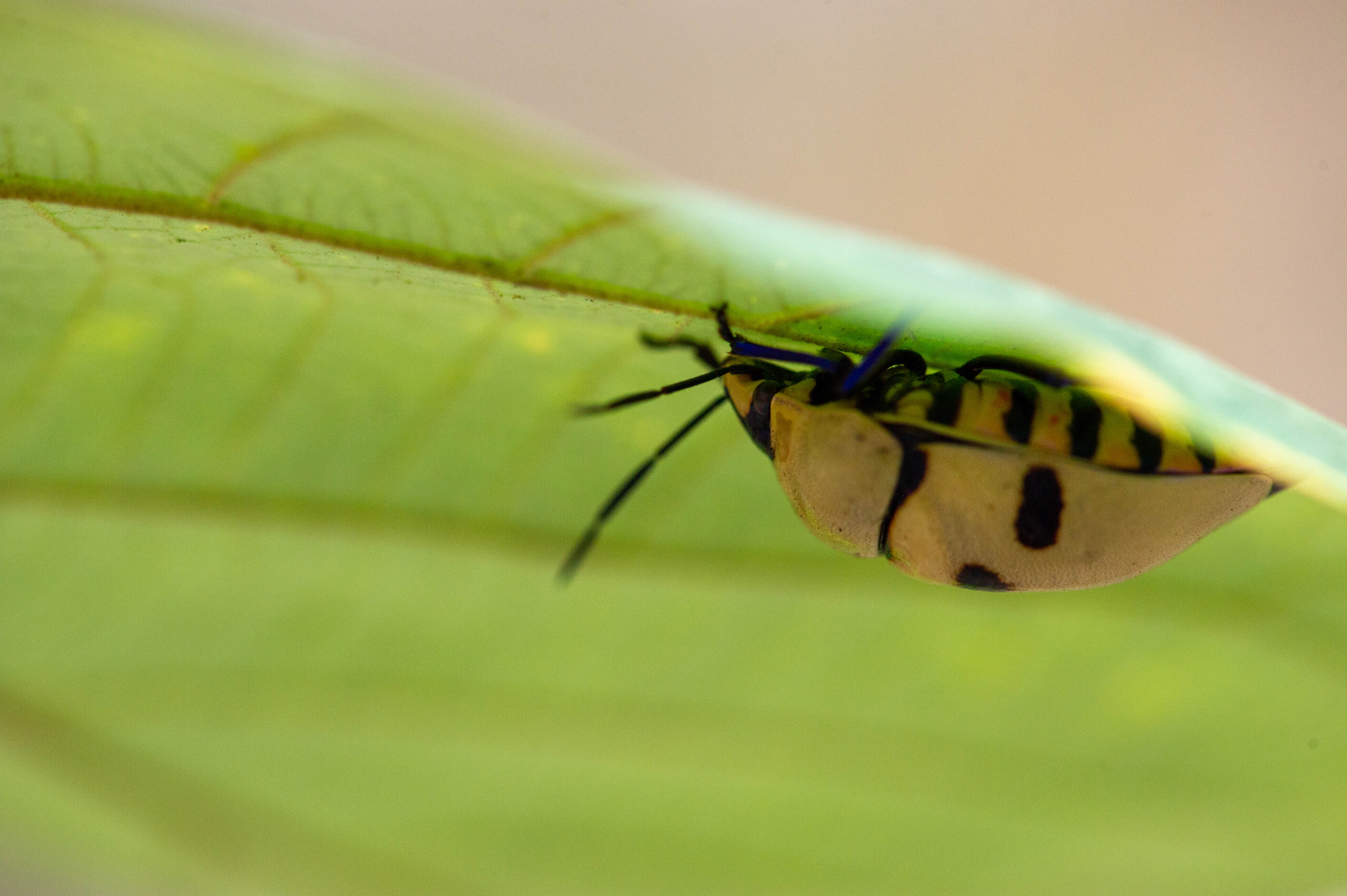 台湾 オオキンカメムシ 虫の写真と生態なら昆虫写真図鑑 ムシミル