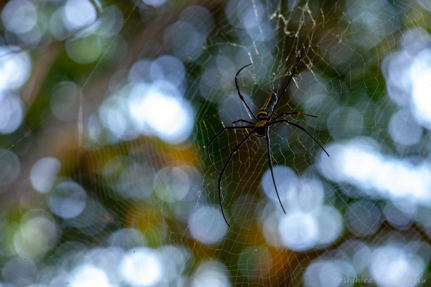 台湾のオオジョロウグモの写真