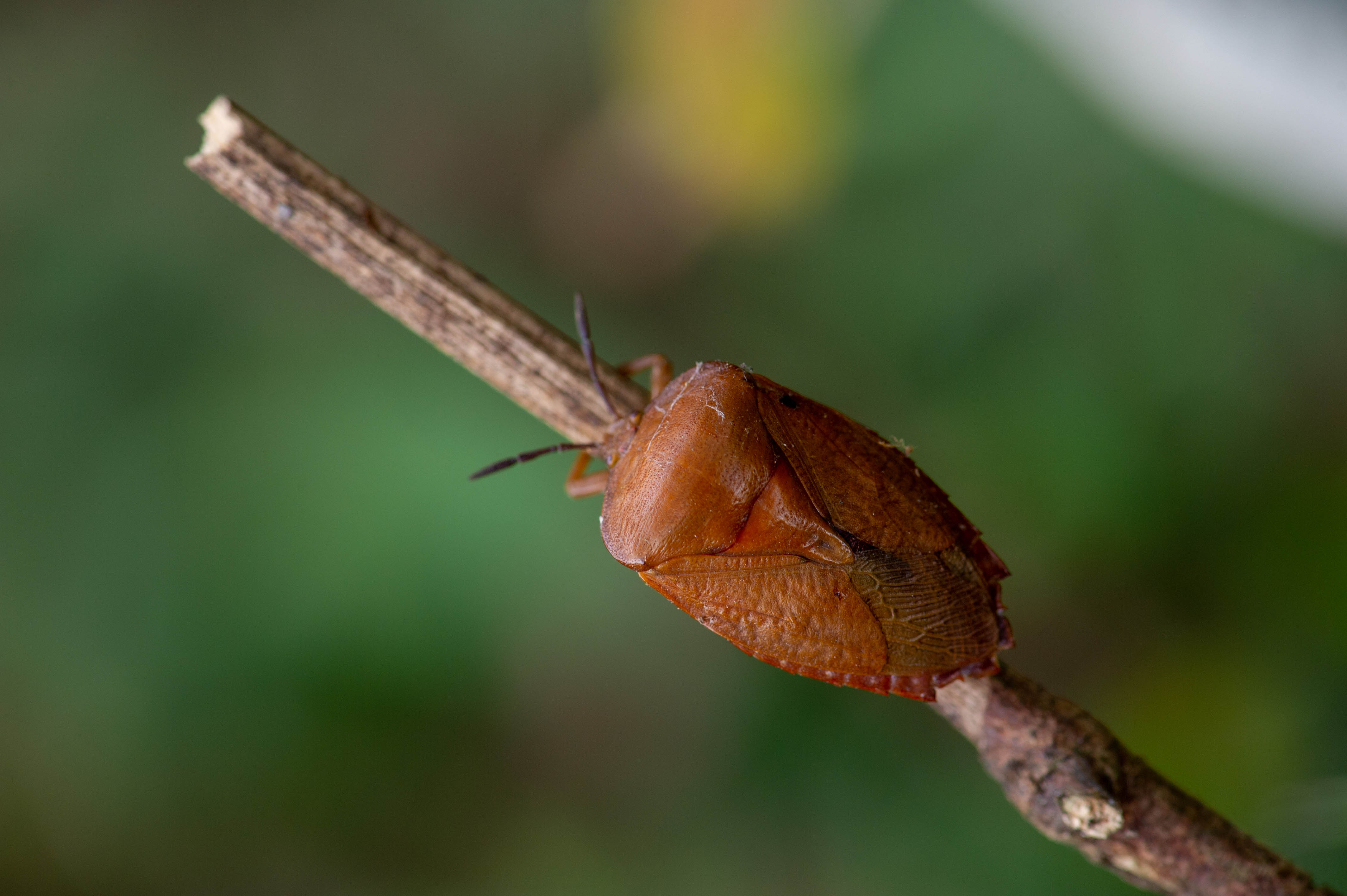 小绿象虫-柑橘病虫害诊断-图片