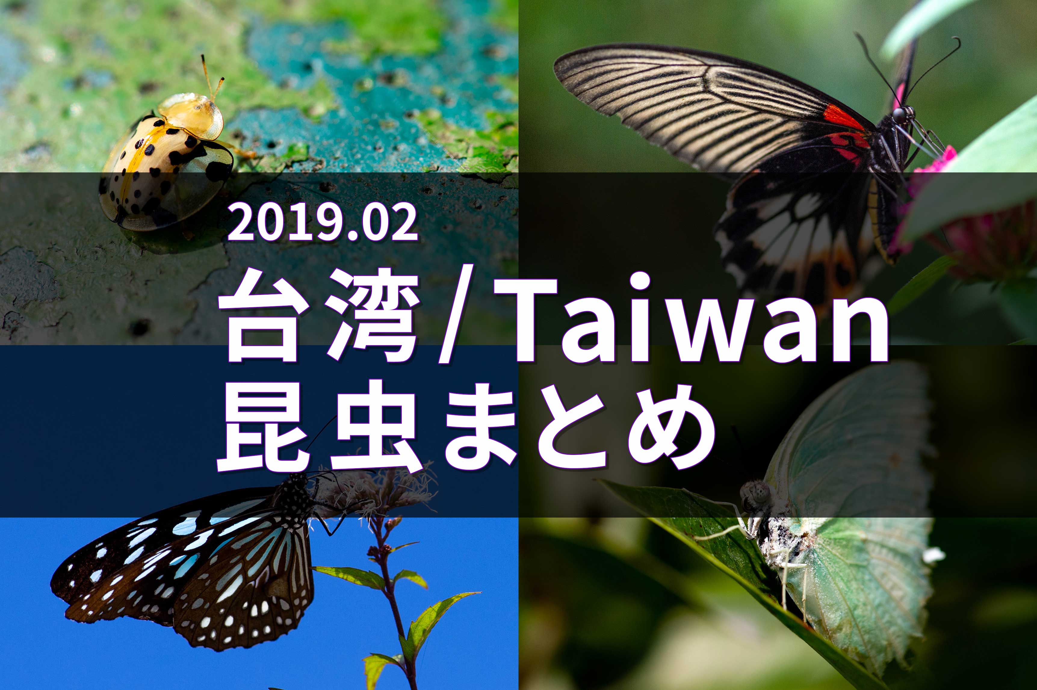 常夏の島フォルモサは招く 台湾の蝶と自然と人と 内田春男-