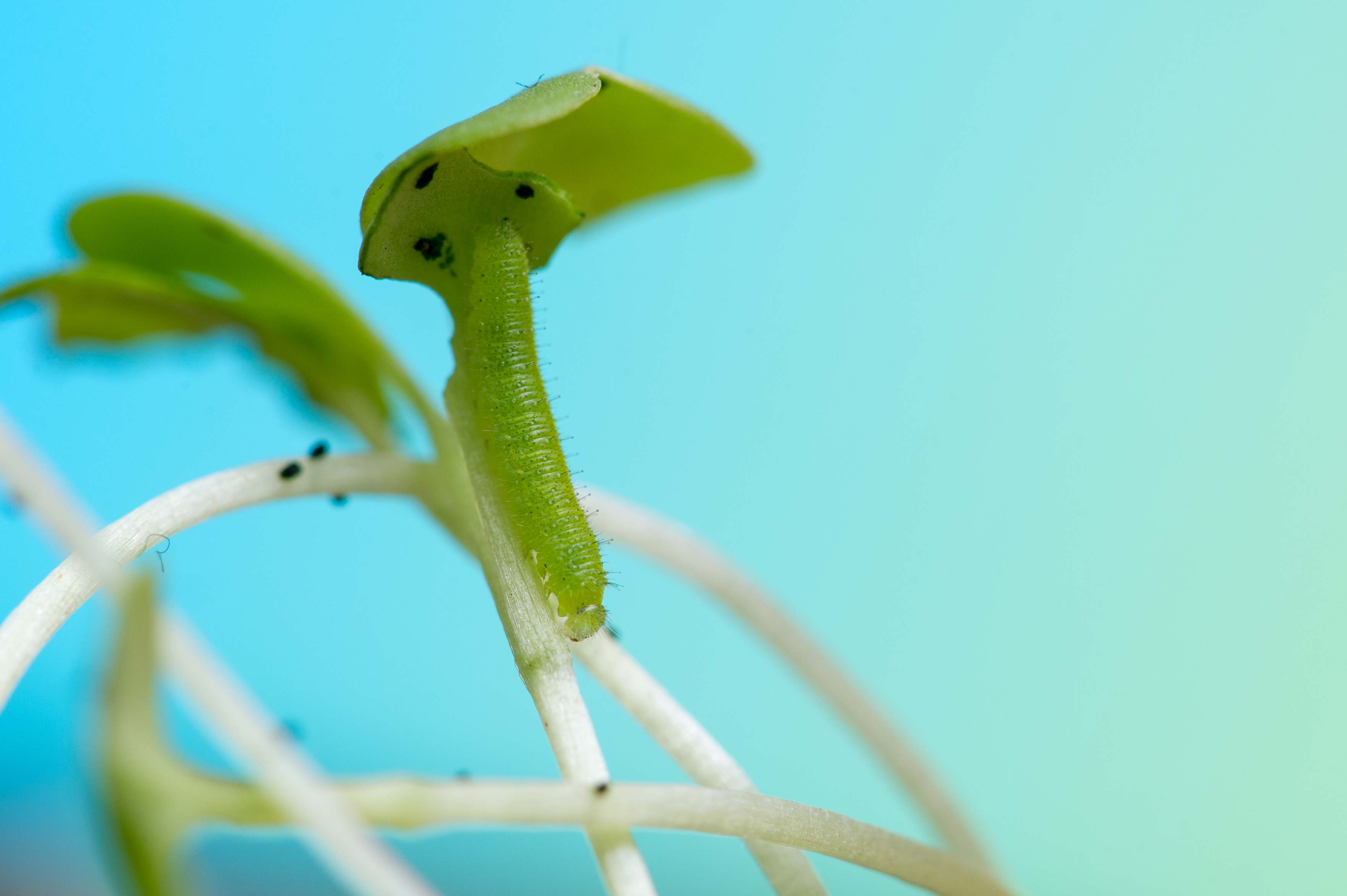 モンシロチョウ幼虫