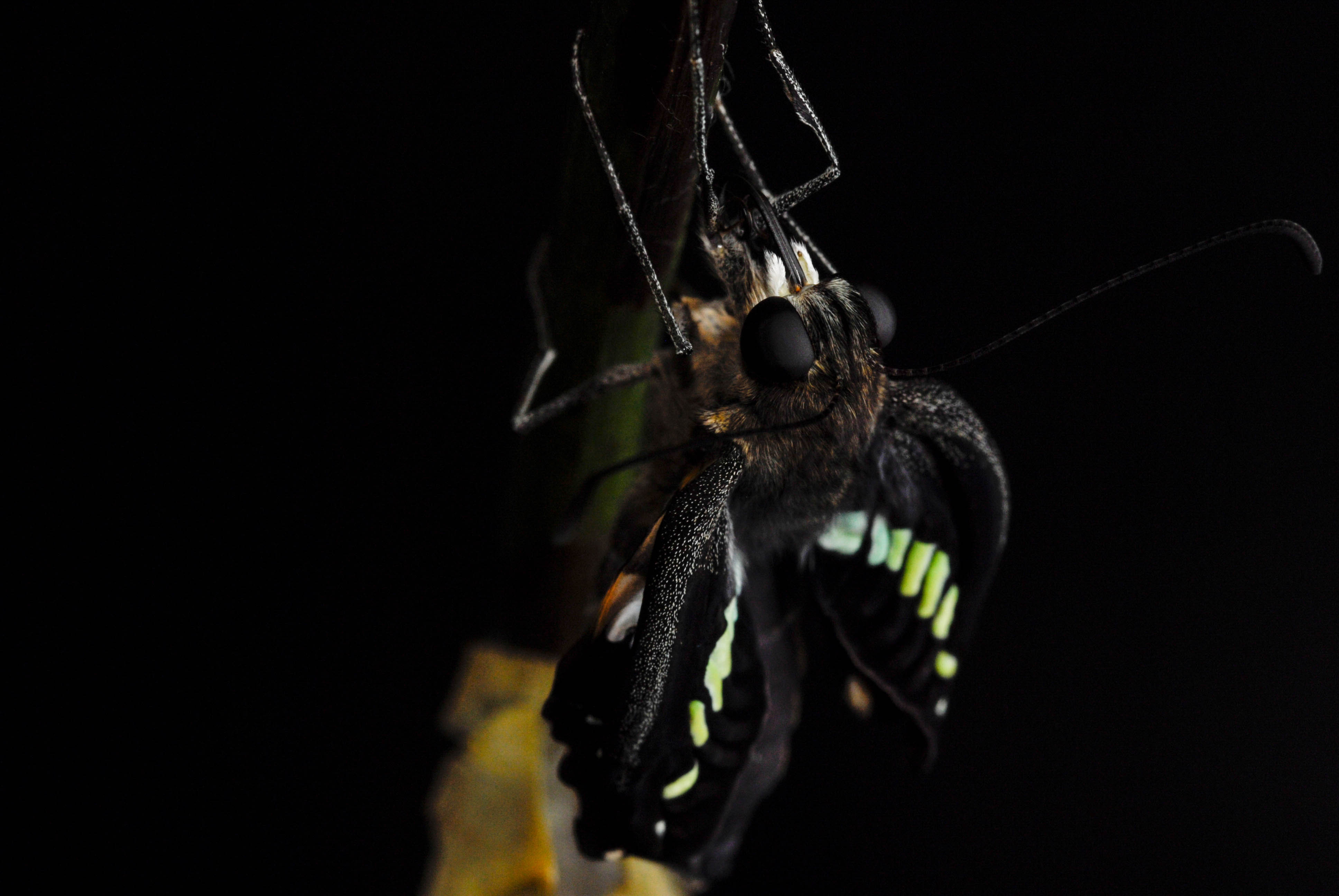 アオスジアゲハの特徴や飼育も 虫の写真と生態なら昆虫写真図鑑 ムシミル
