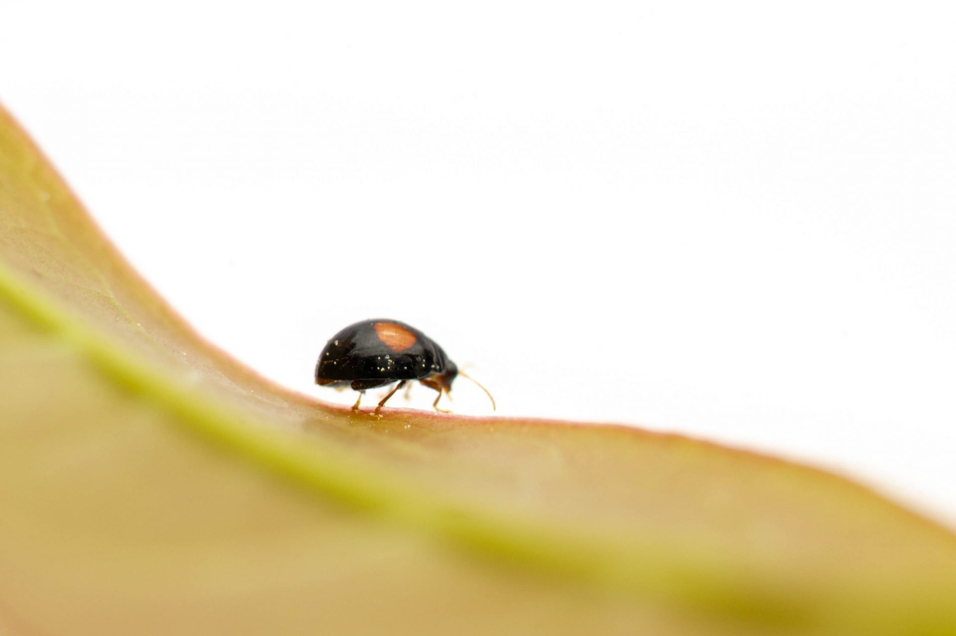 ハムシ科まとめ 葉虫図鑑 | 昆虫写真図鑑 ムシミル