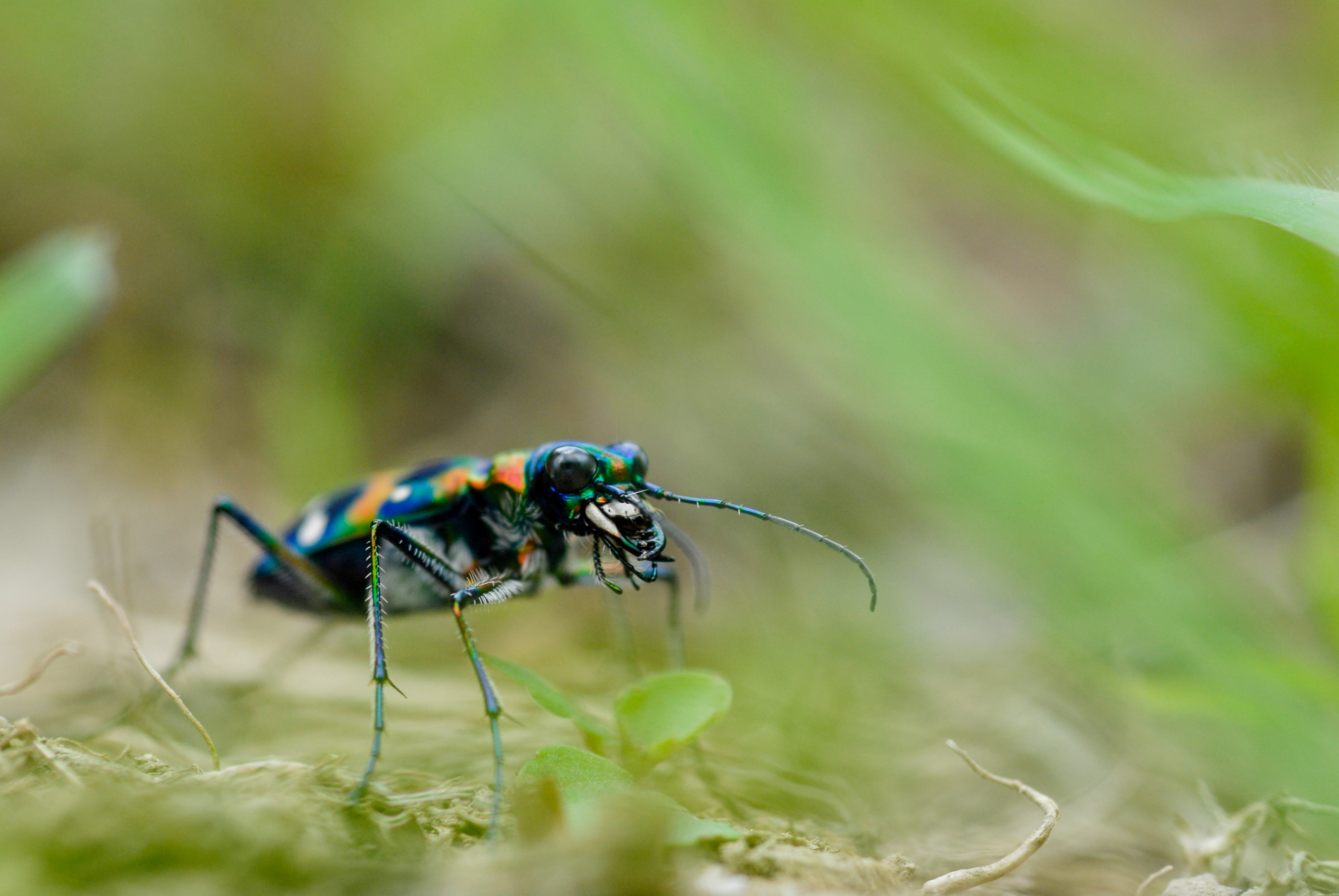 ハンミョウ（lens105mm）