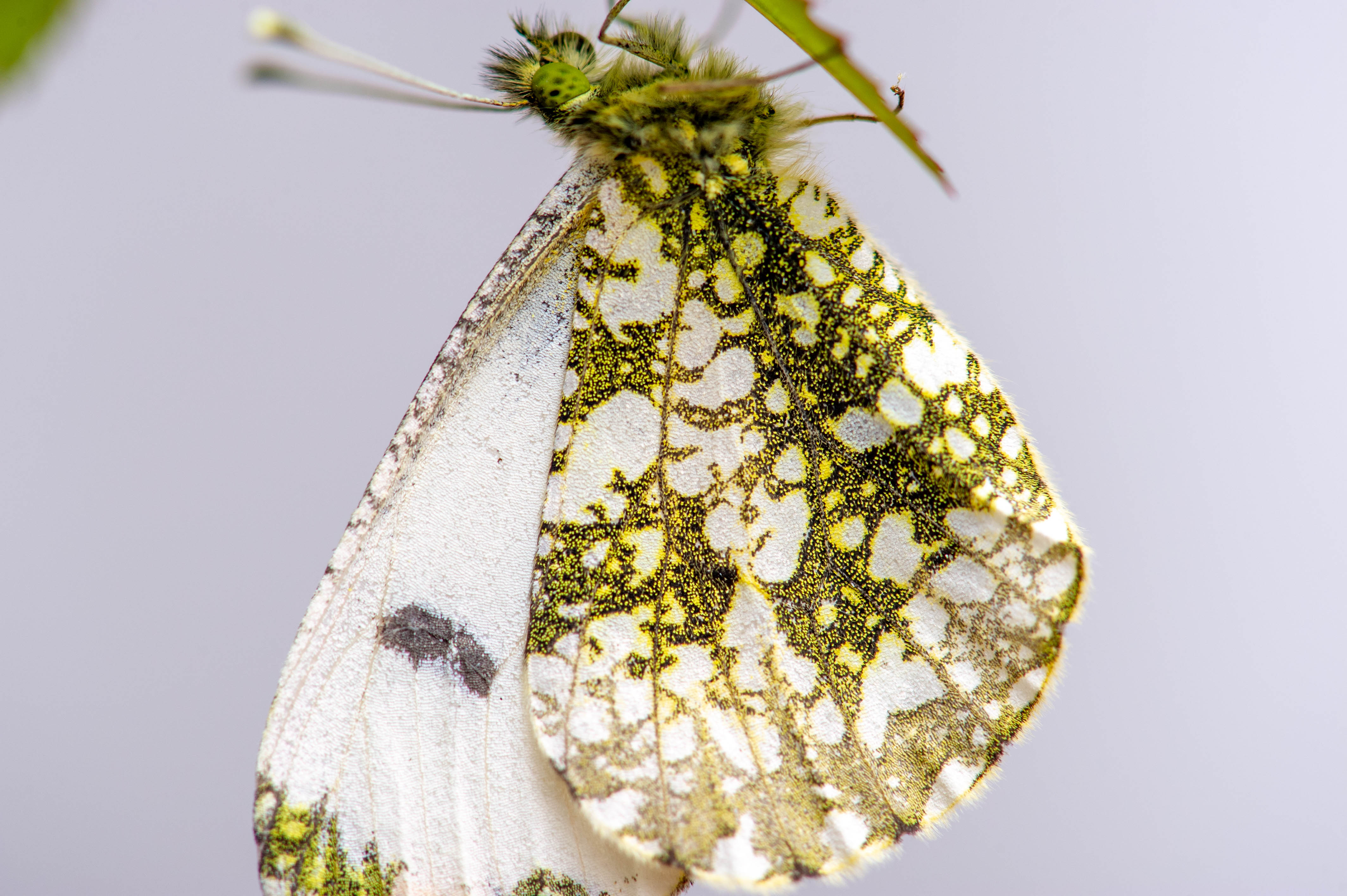 ツマキチョウ（lens105mm）